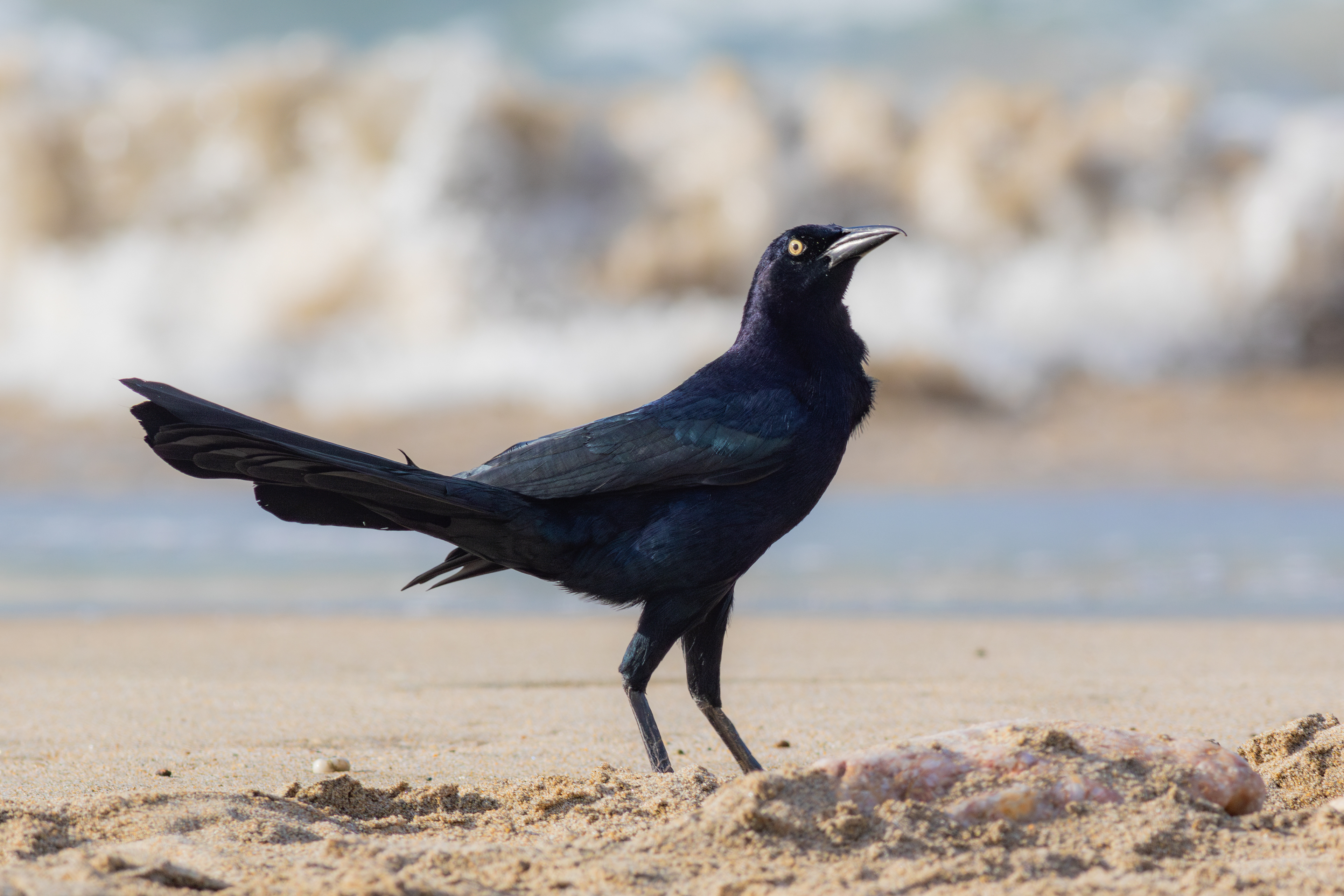 Great-tailed Grackle, male - Nayarit