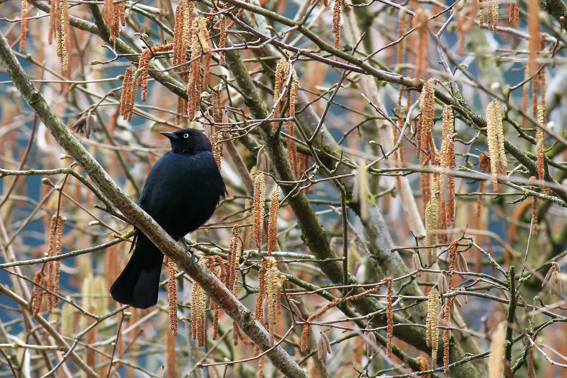Brewer's Blackbird - male - BC