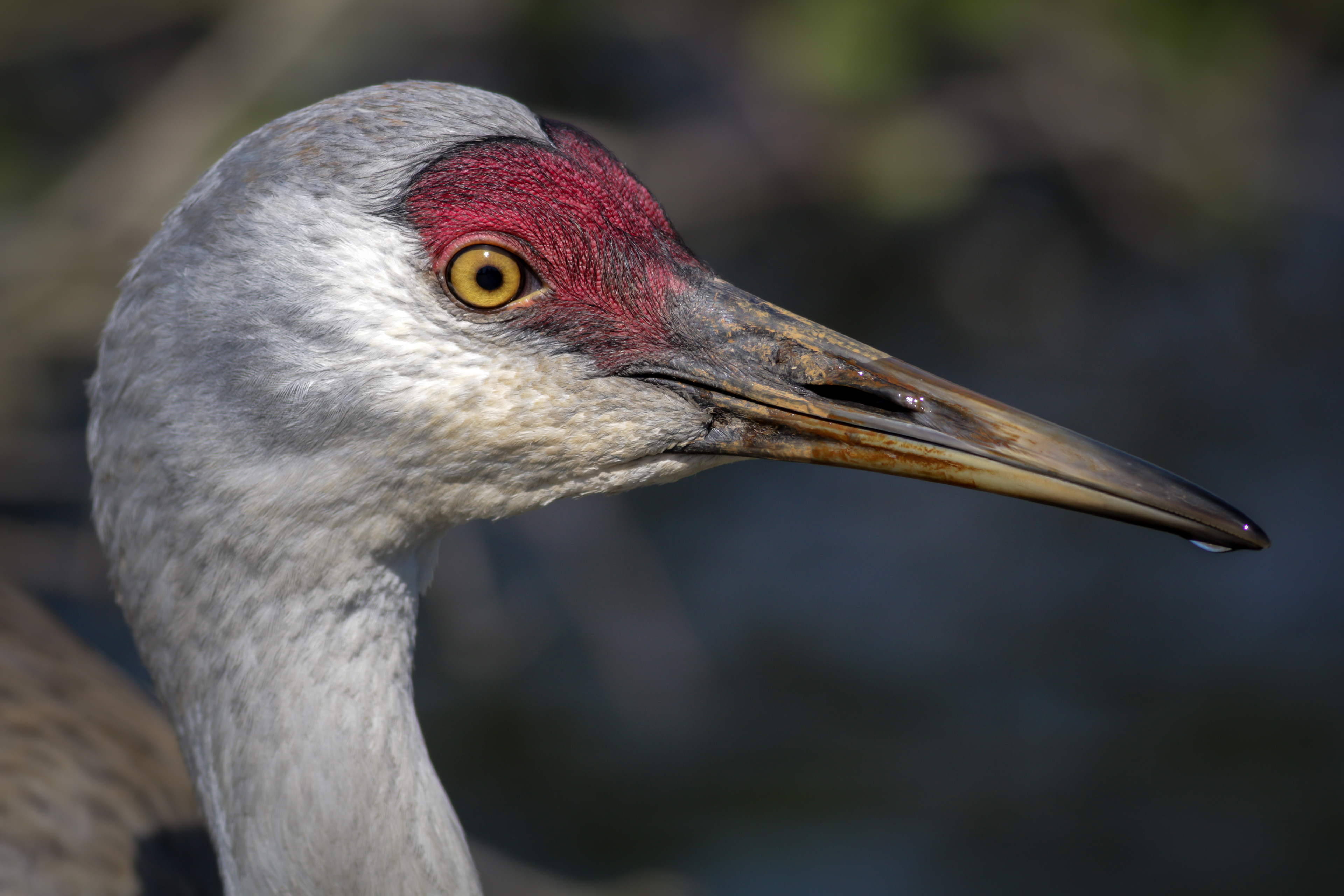 Sandhill Crane - BC