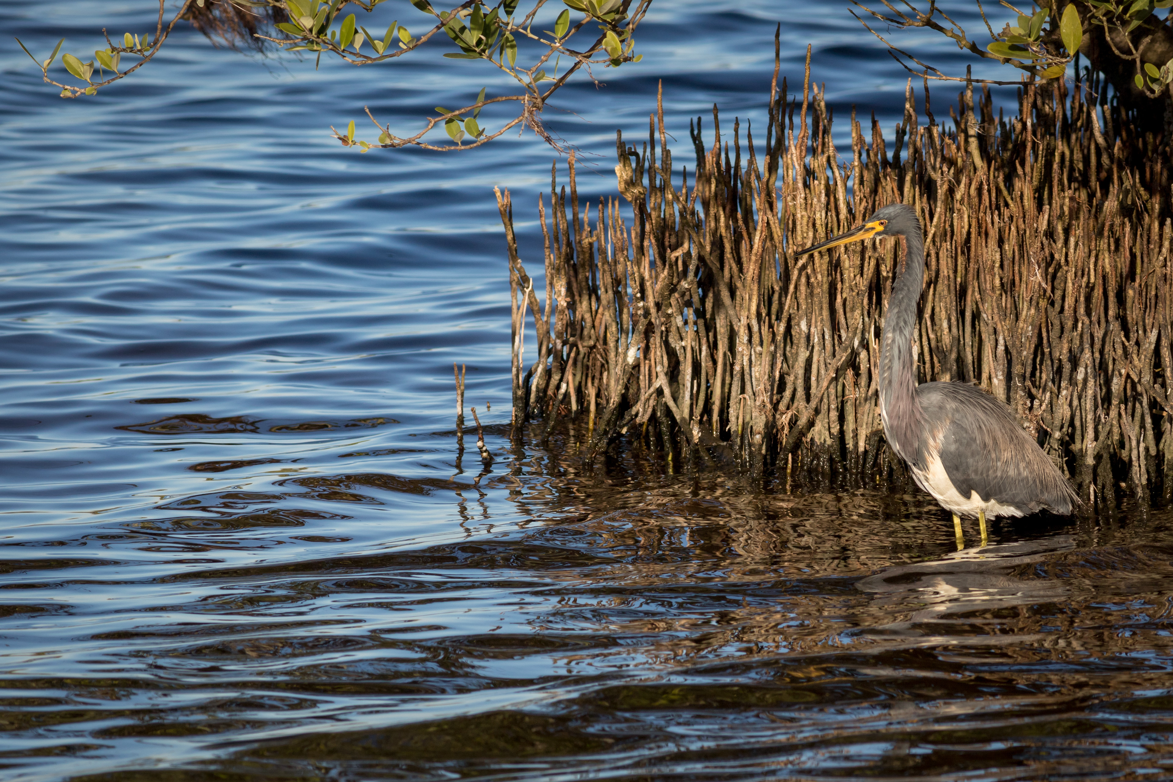Tri-coloured Heron - Florida