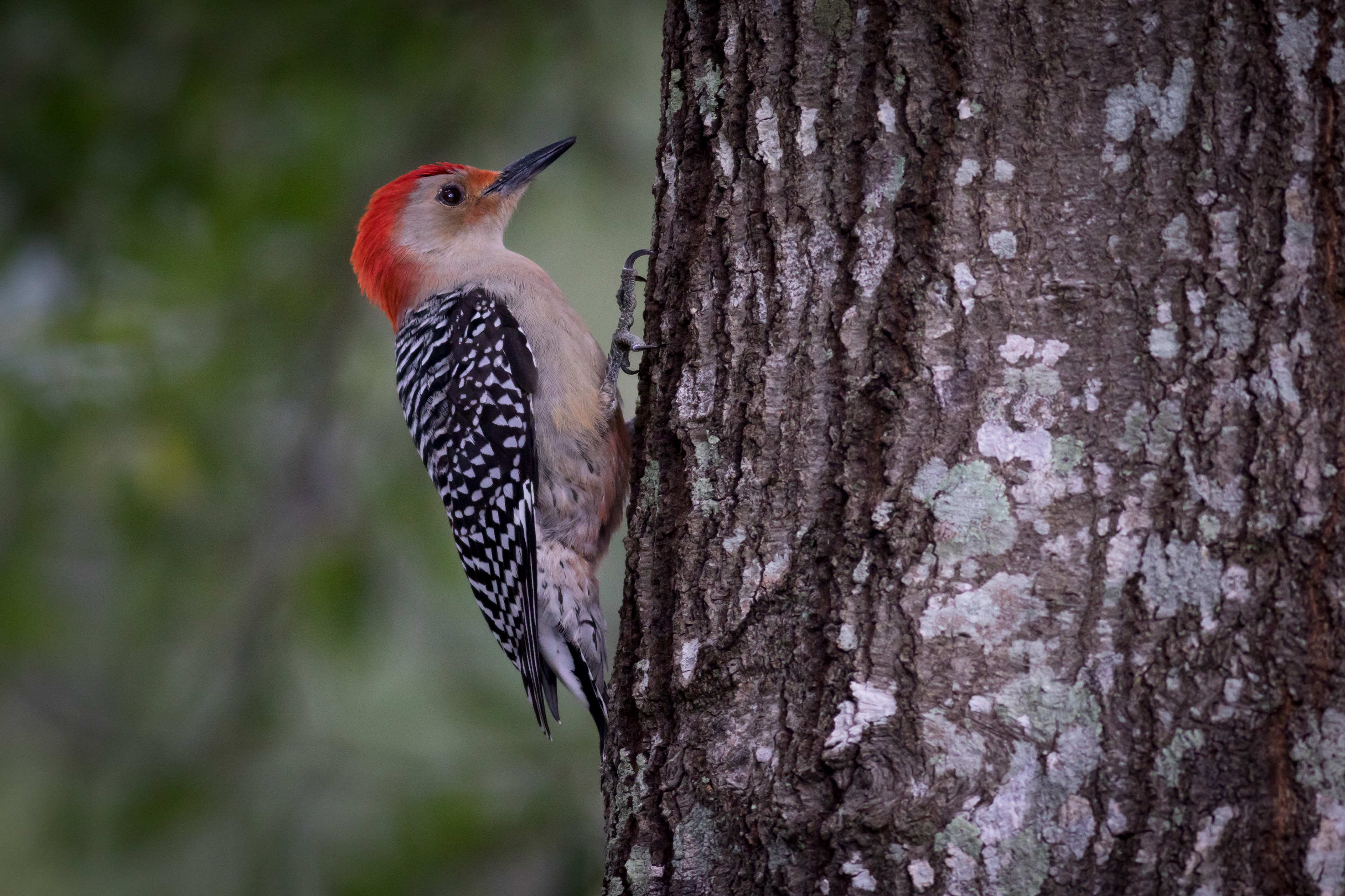 Red-bellied Woodpecker - Florida
