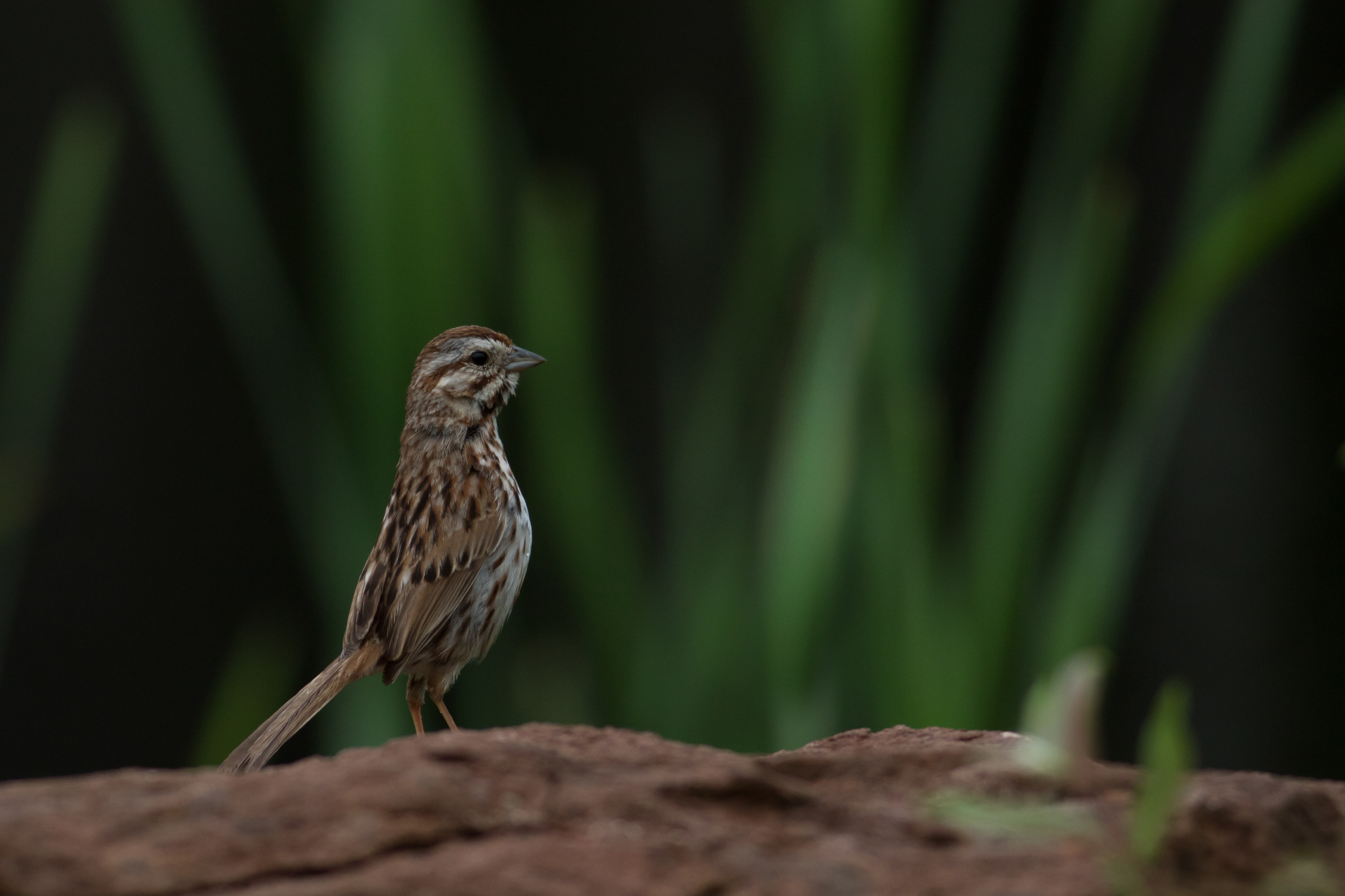 Song Sparrow - Prince Edward Island