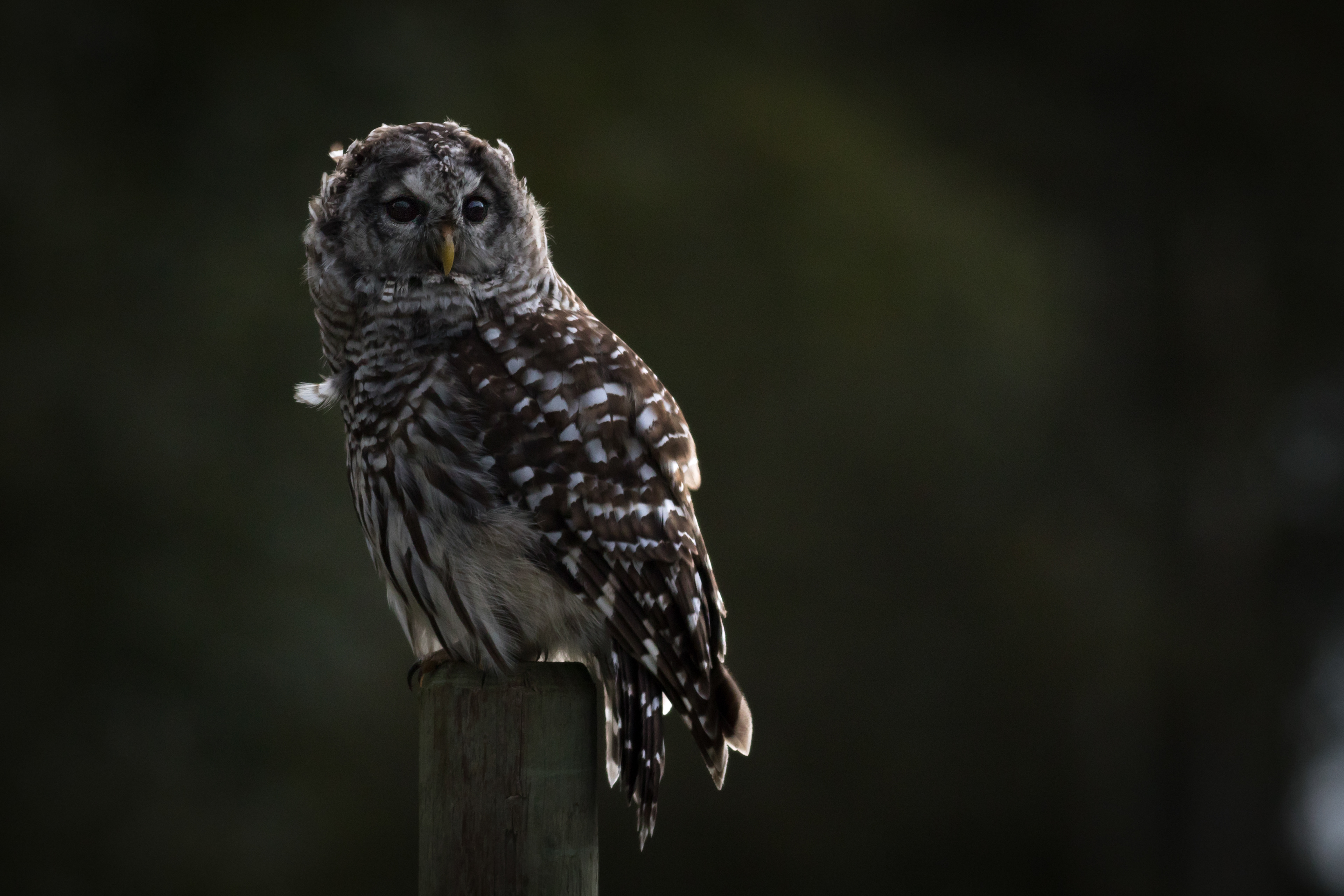 Barred Owl