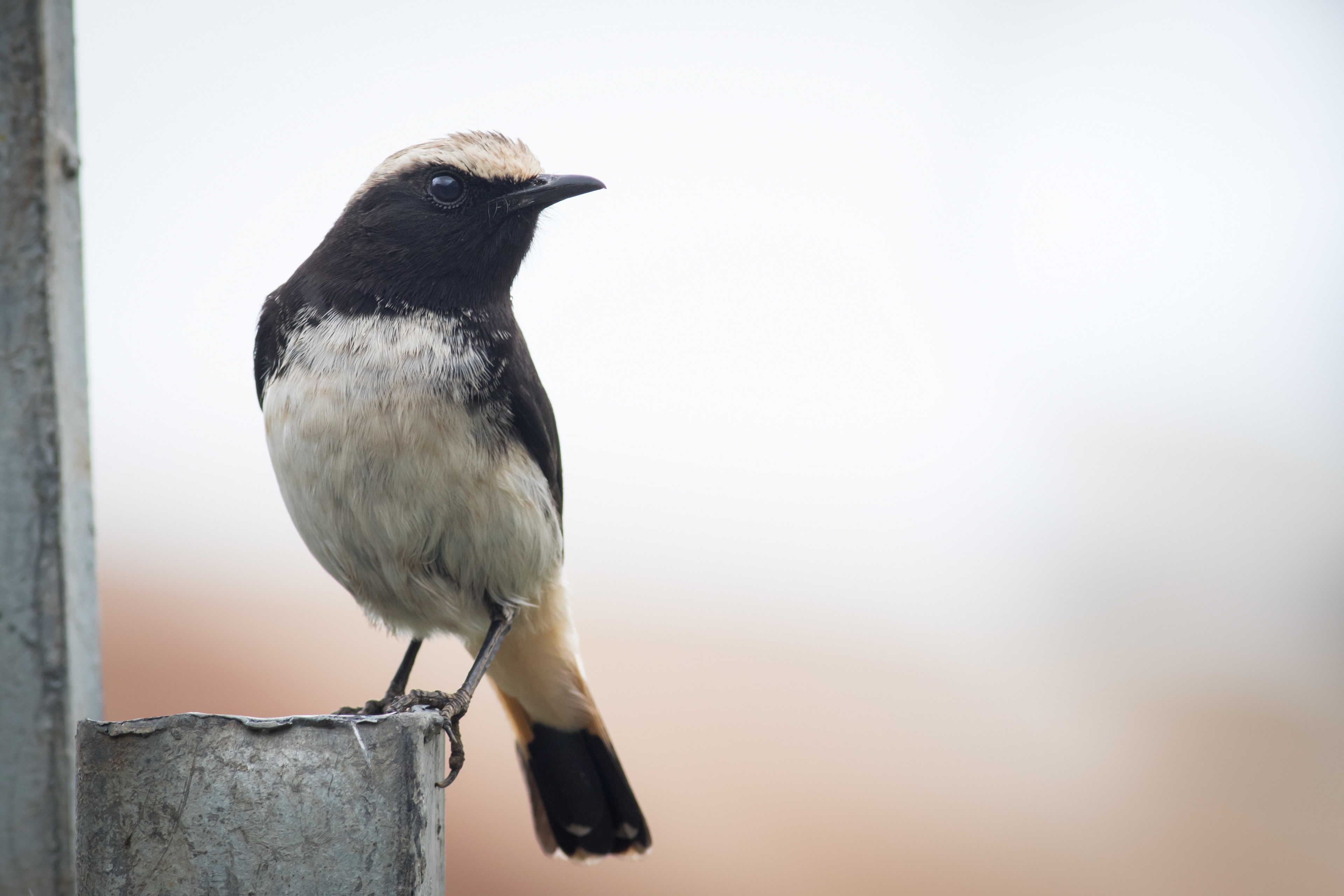 Abysinnian Wheatear