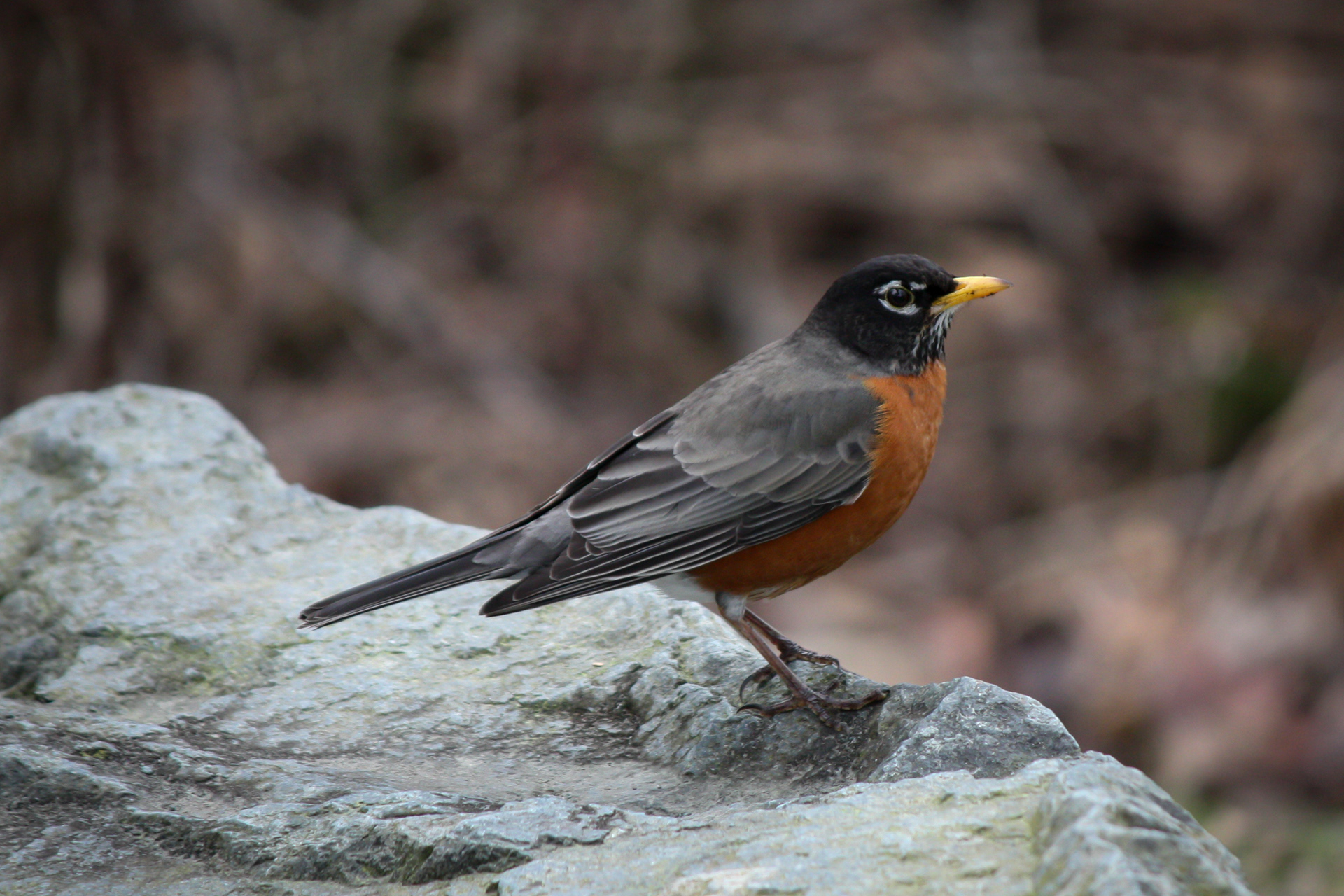 American Robin - BC