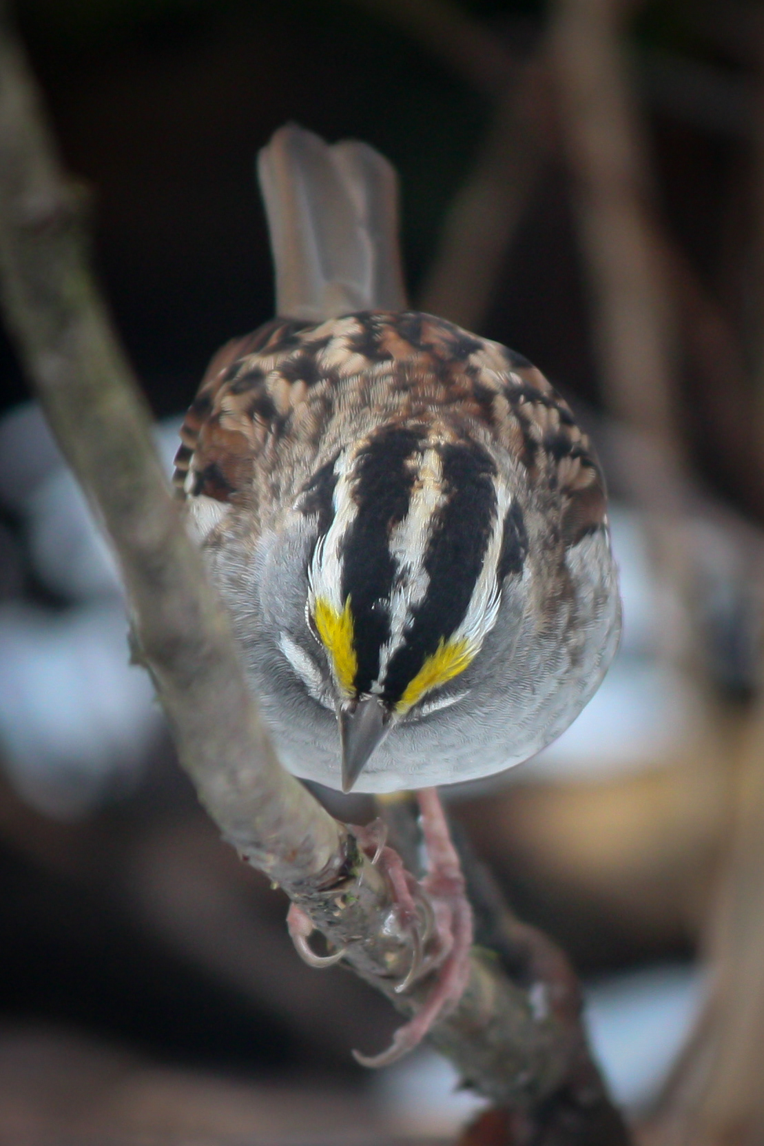White-throated Sparrow