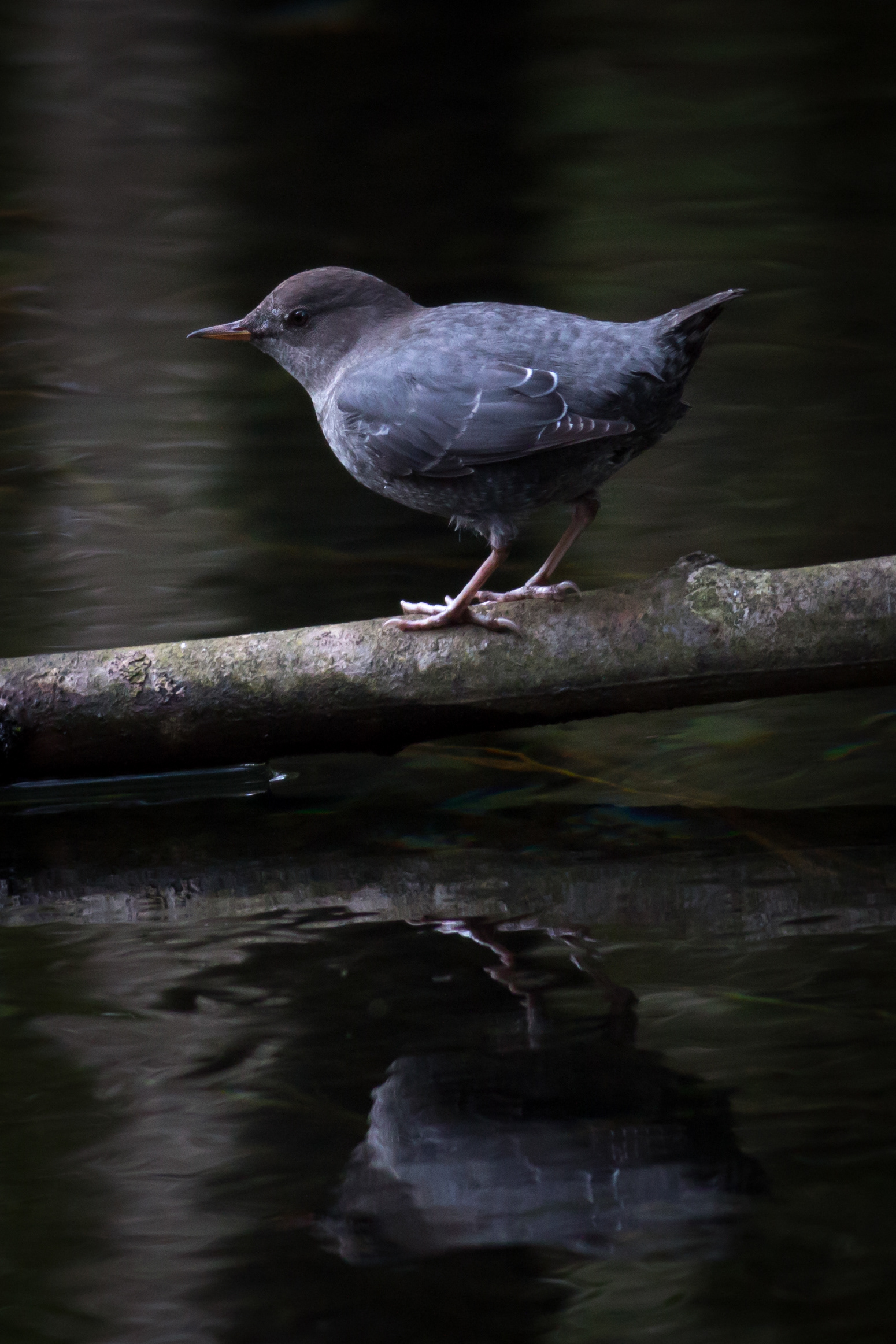 American Dipper - BC