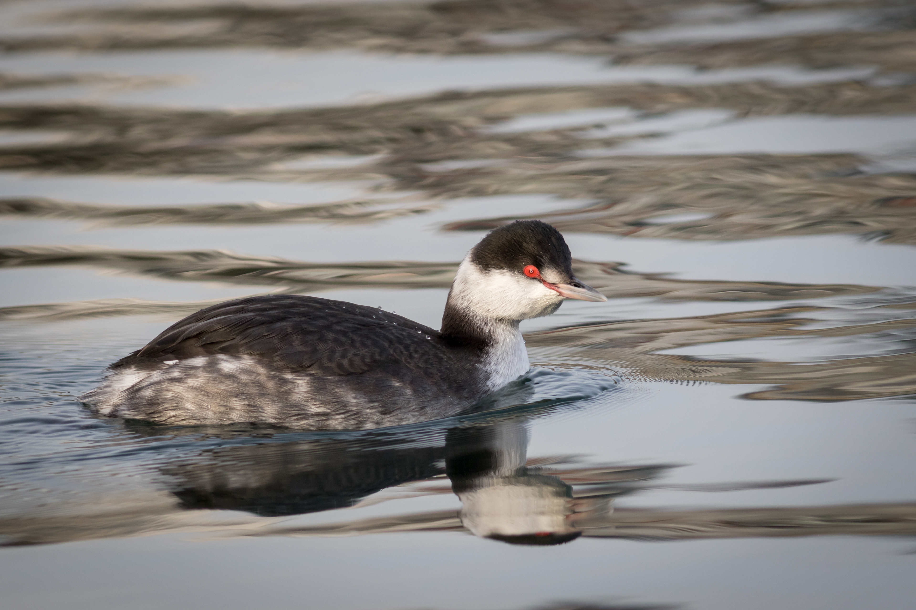 Horned Grebe - BC