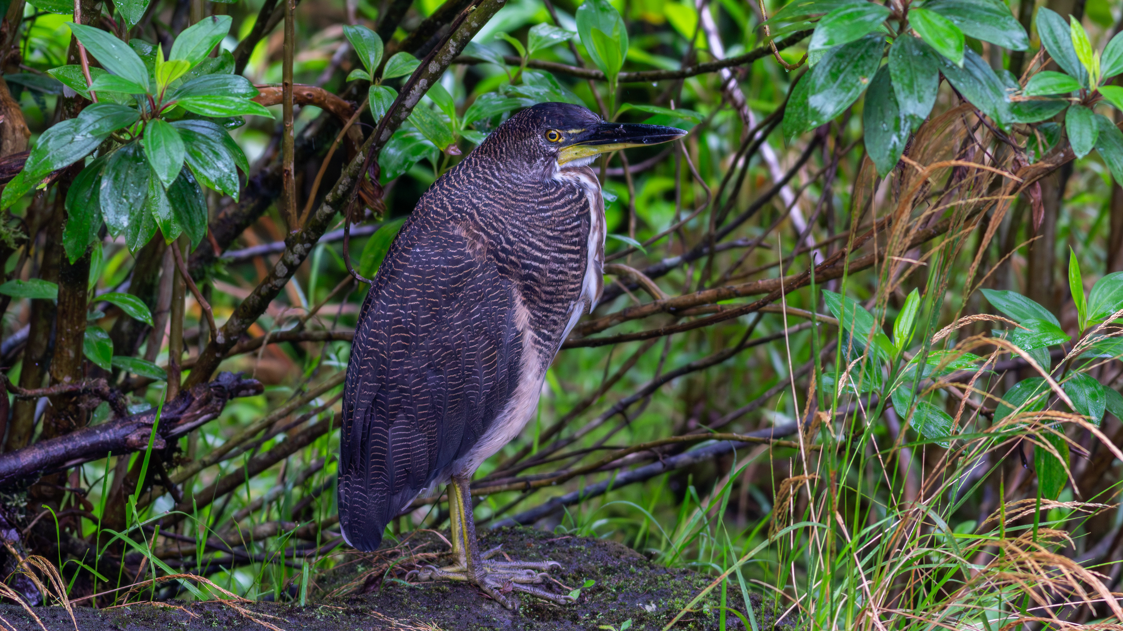 Fasciated Tiger-Heron - Aranal Observatory