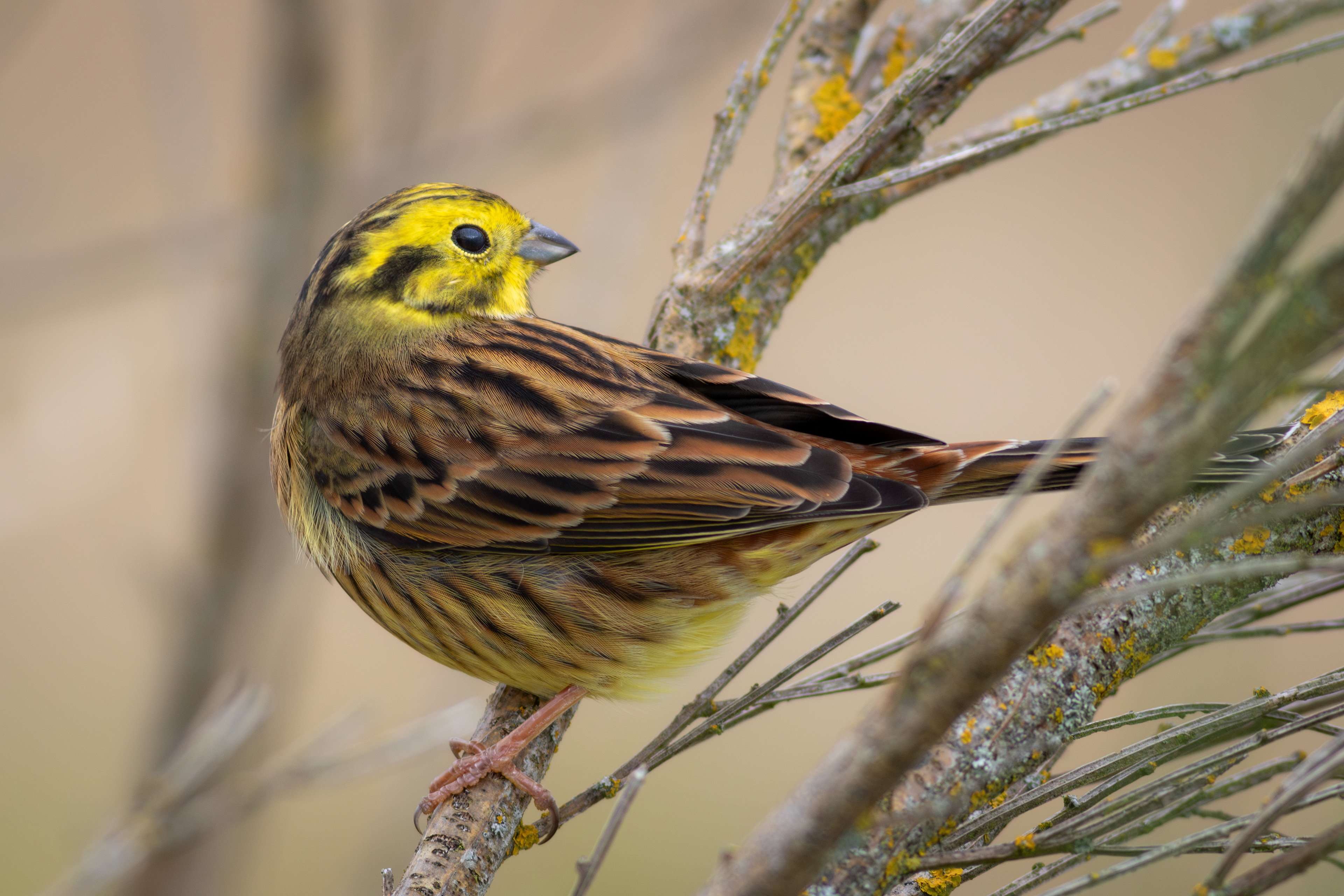 Yellowhammer