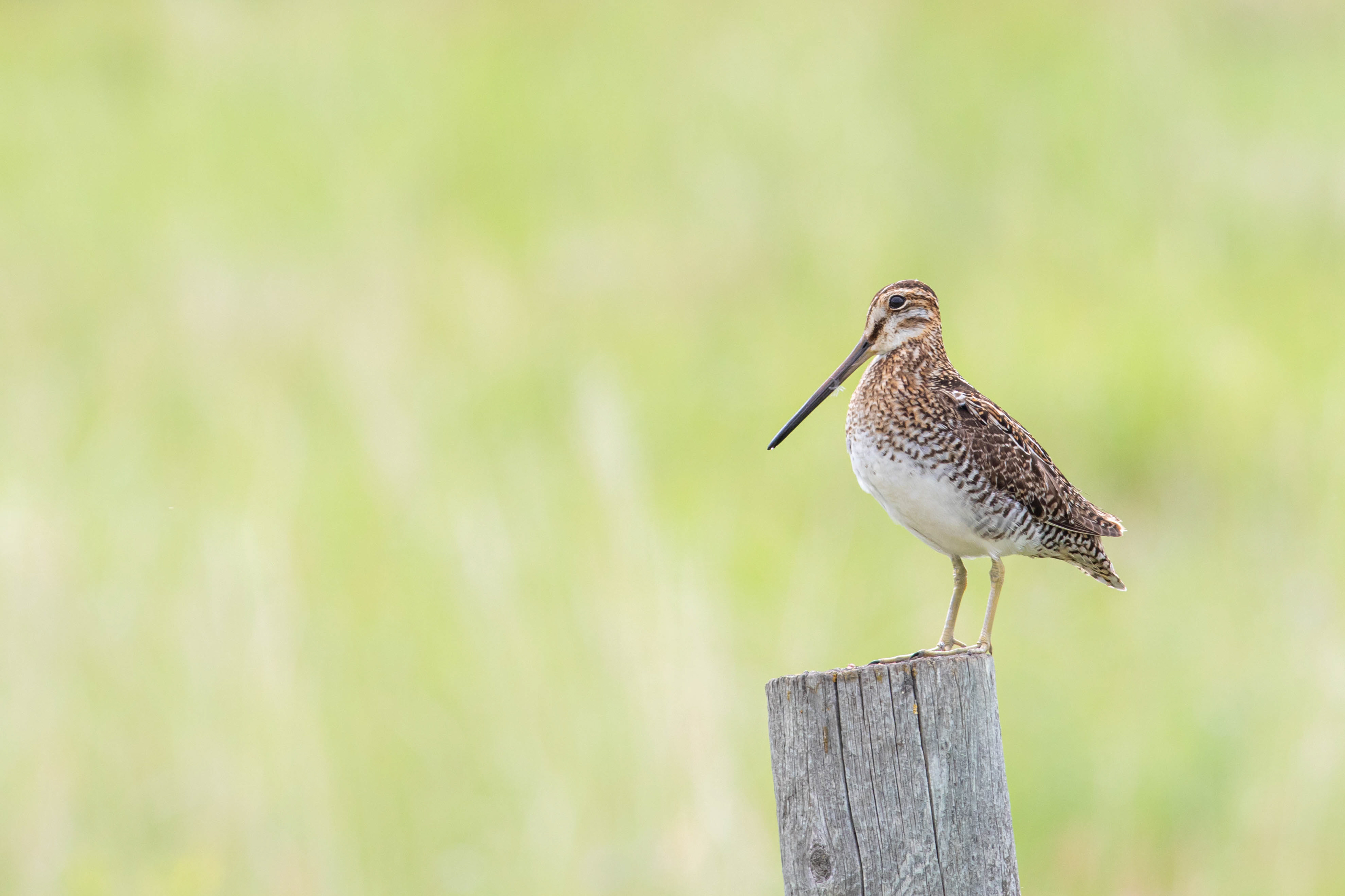 Wilson's Snipe, Manitoba