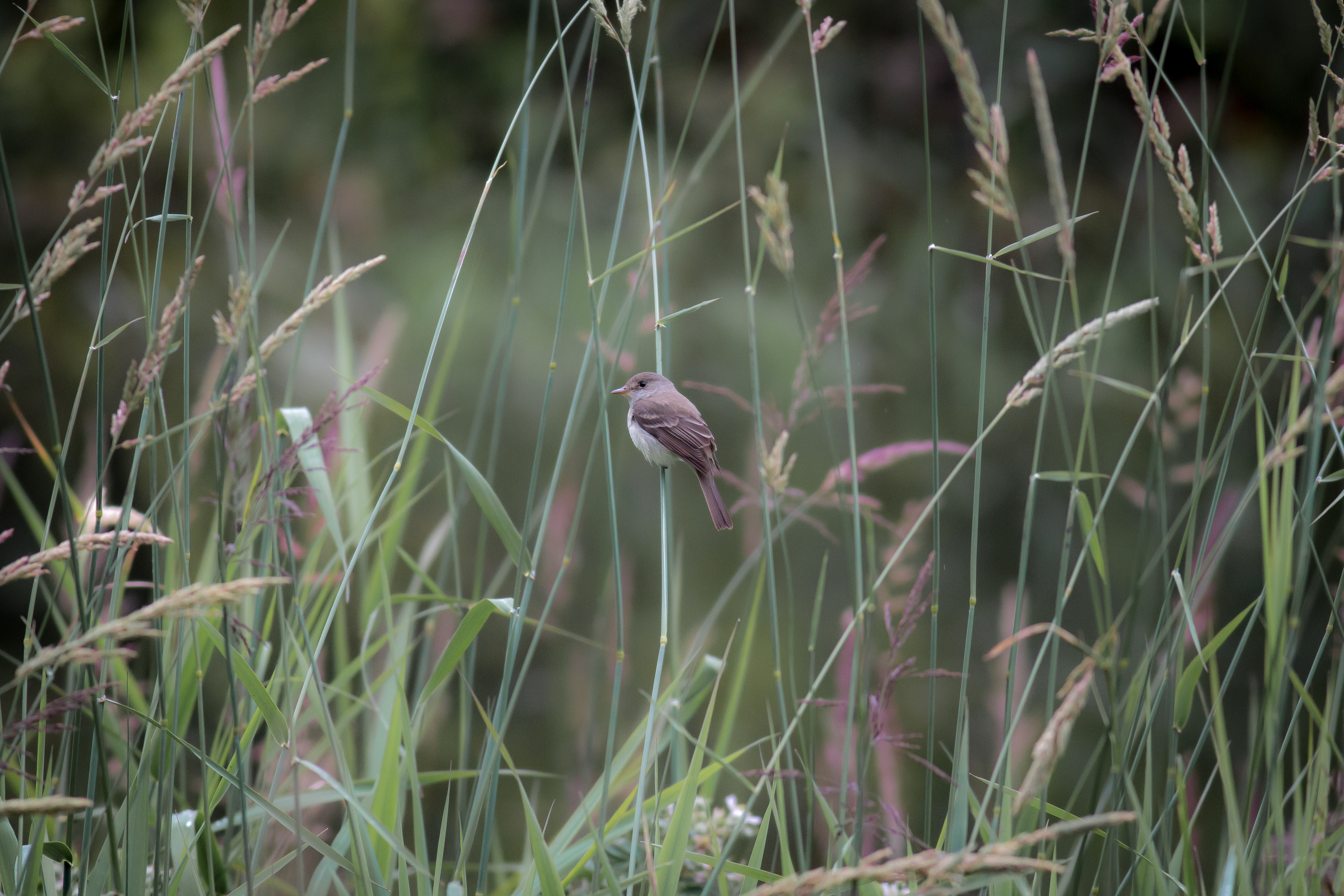 Willow Flycatcher - BC