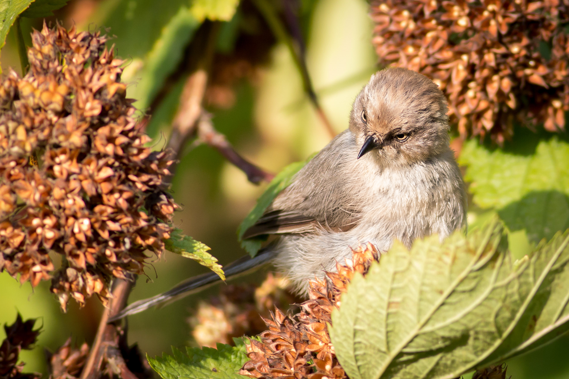Bushtit, female