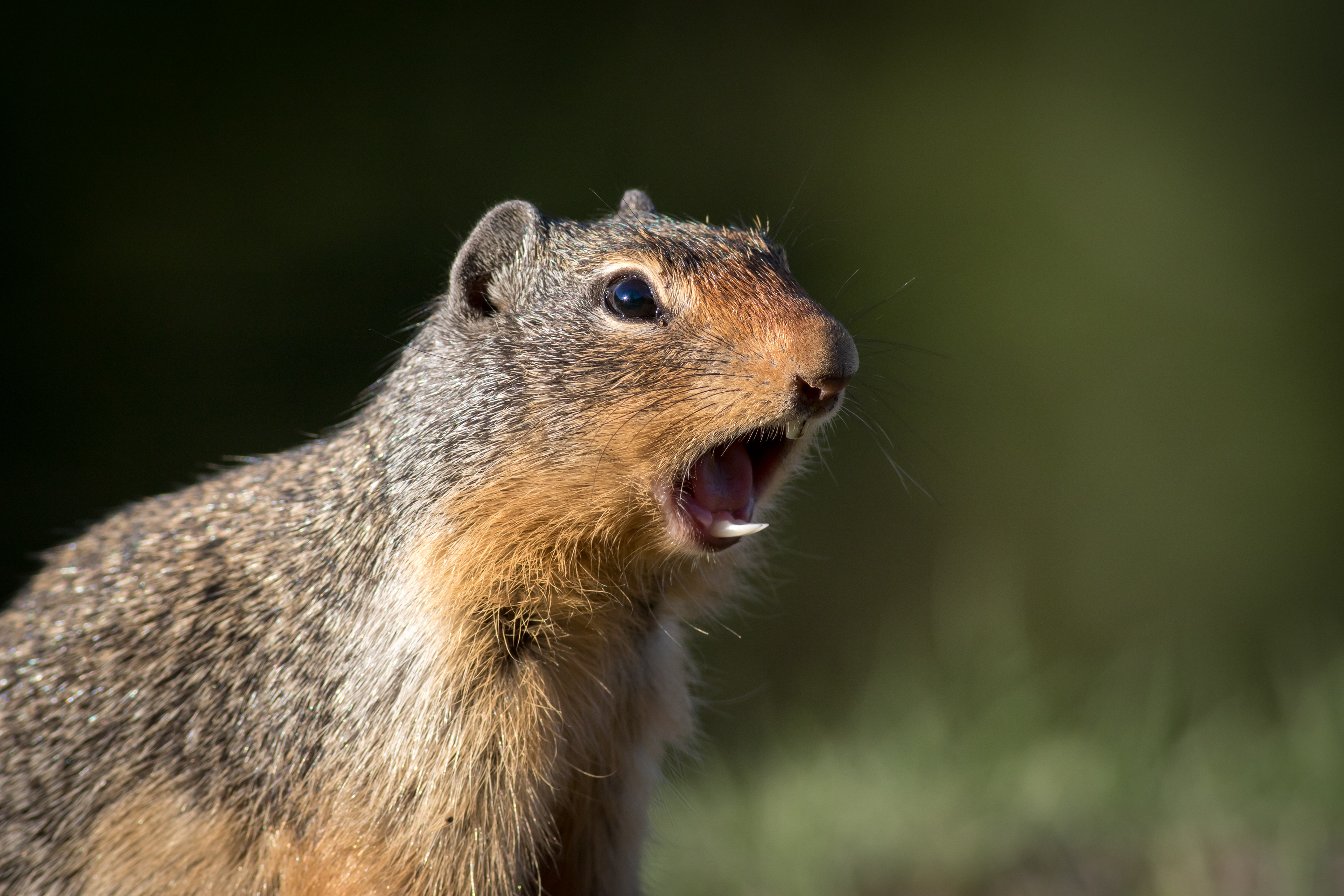 Columbian Ground Squirrel - BC