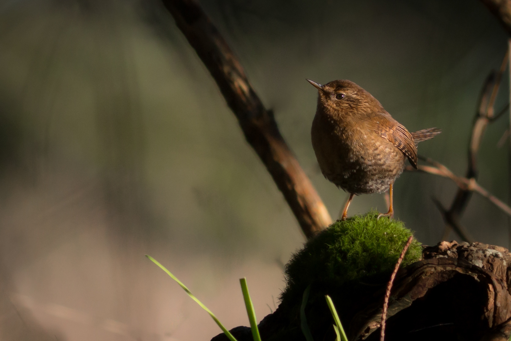 Pacific Wren - BC