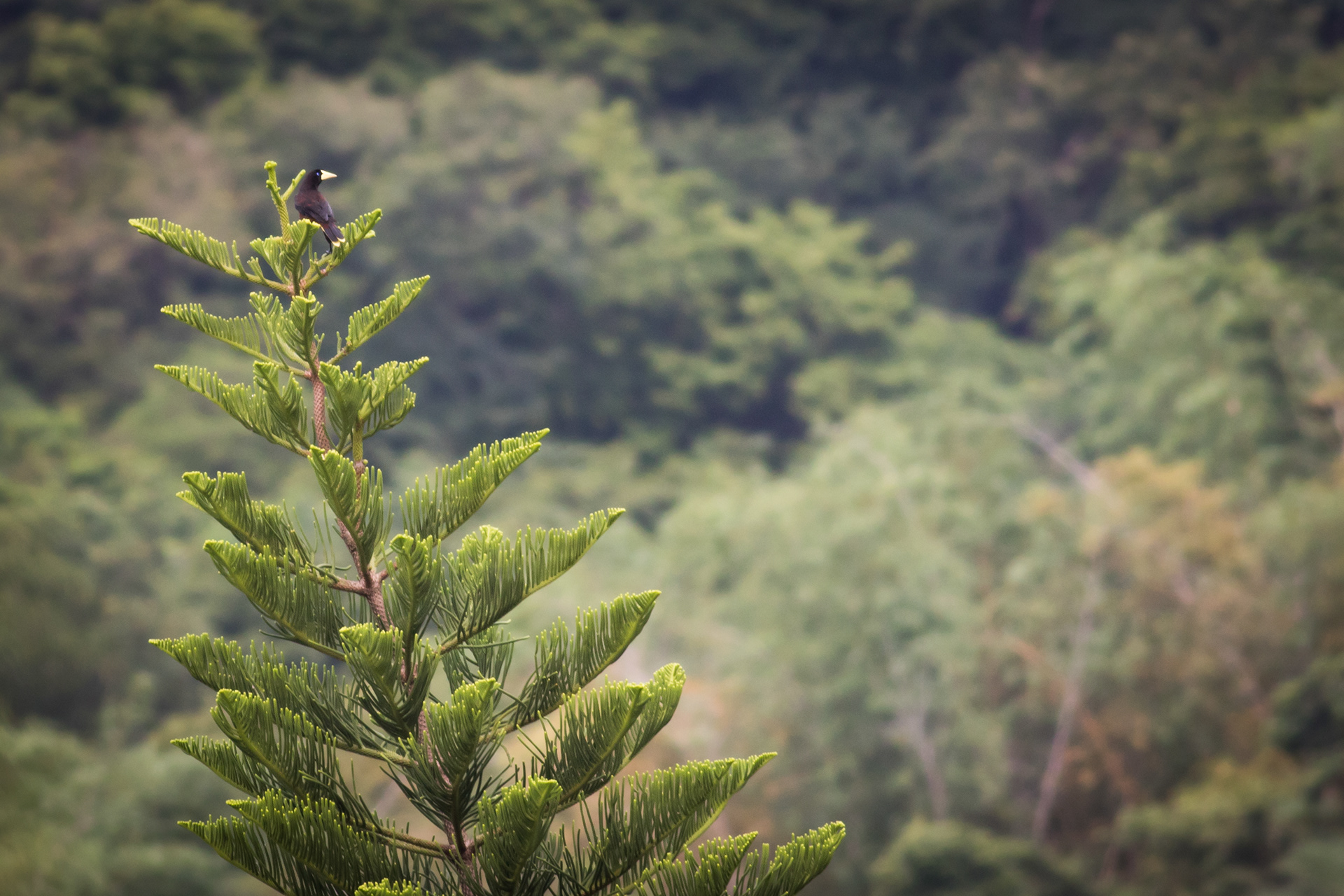 Crested Oropendola