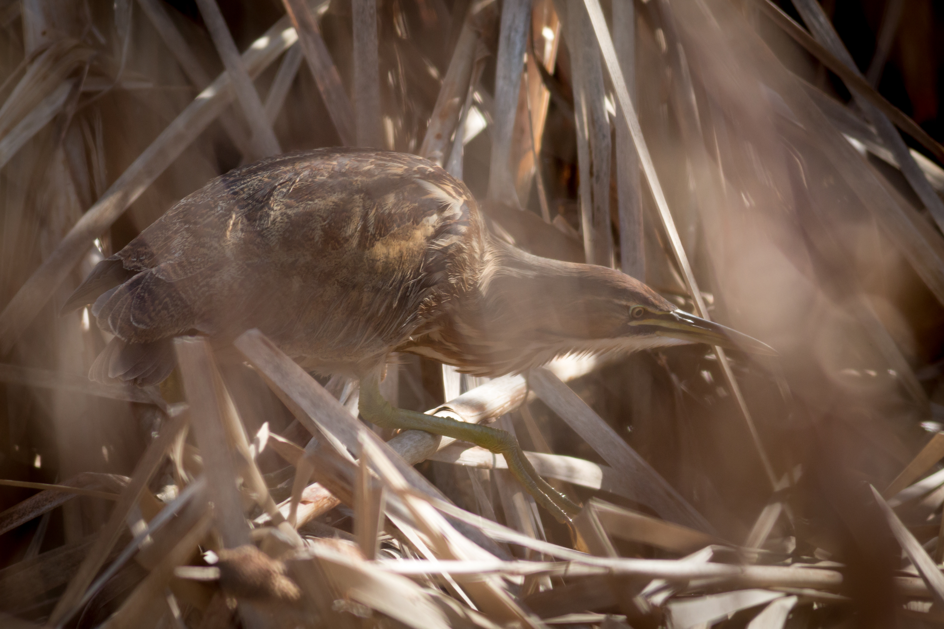 American Bittern - BC