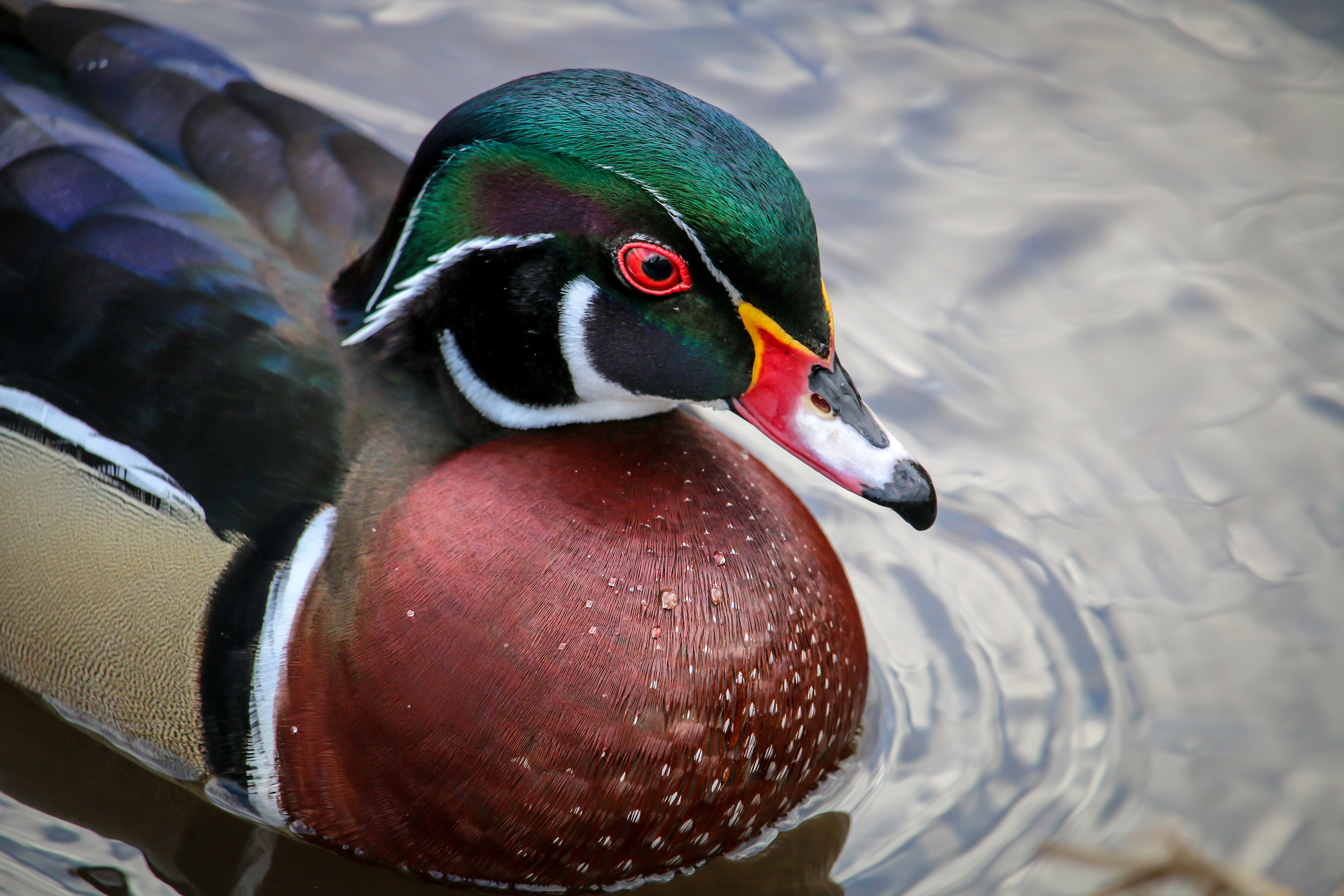 Wood Duck - male - BC