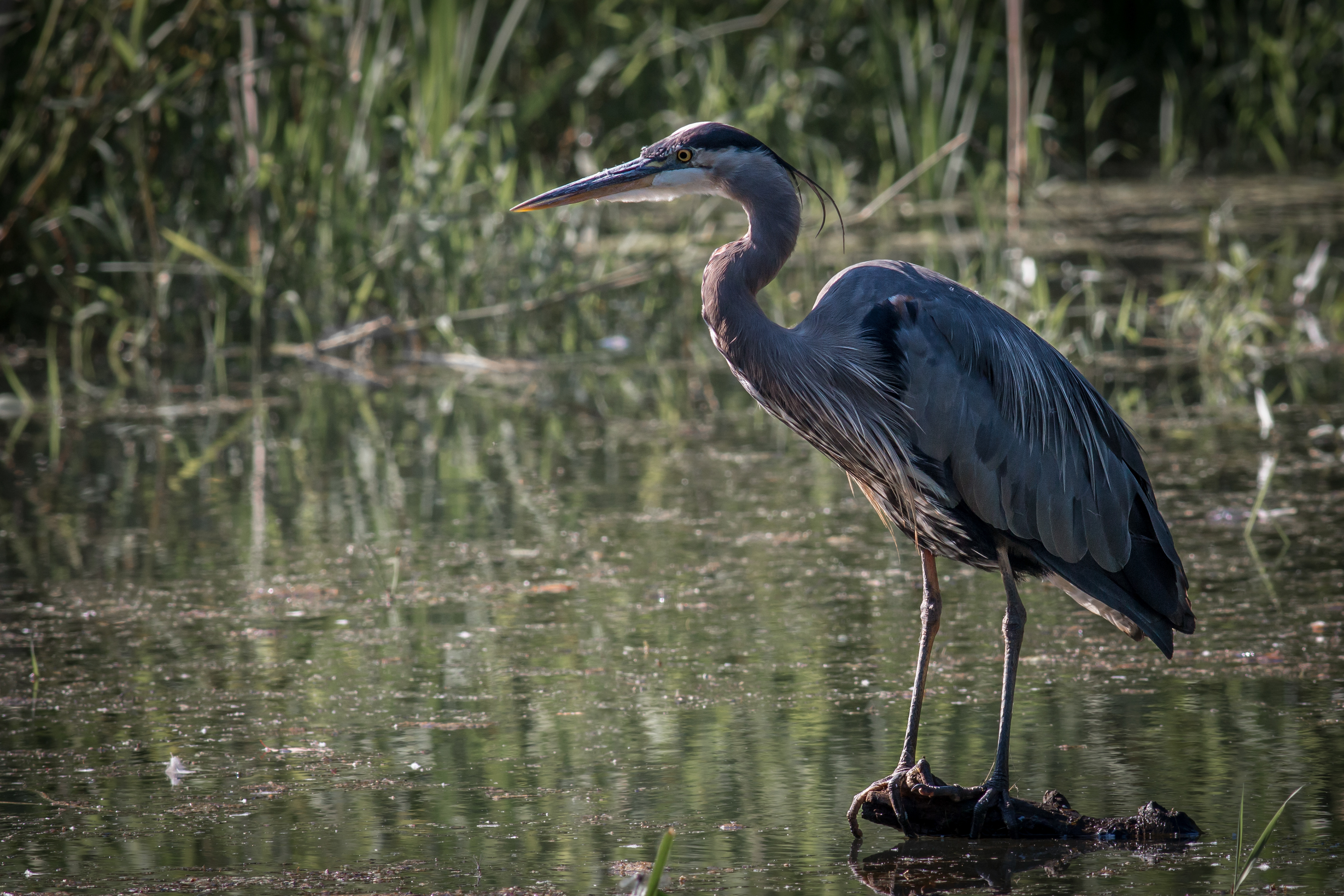Great Blue Heron
