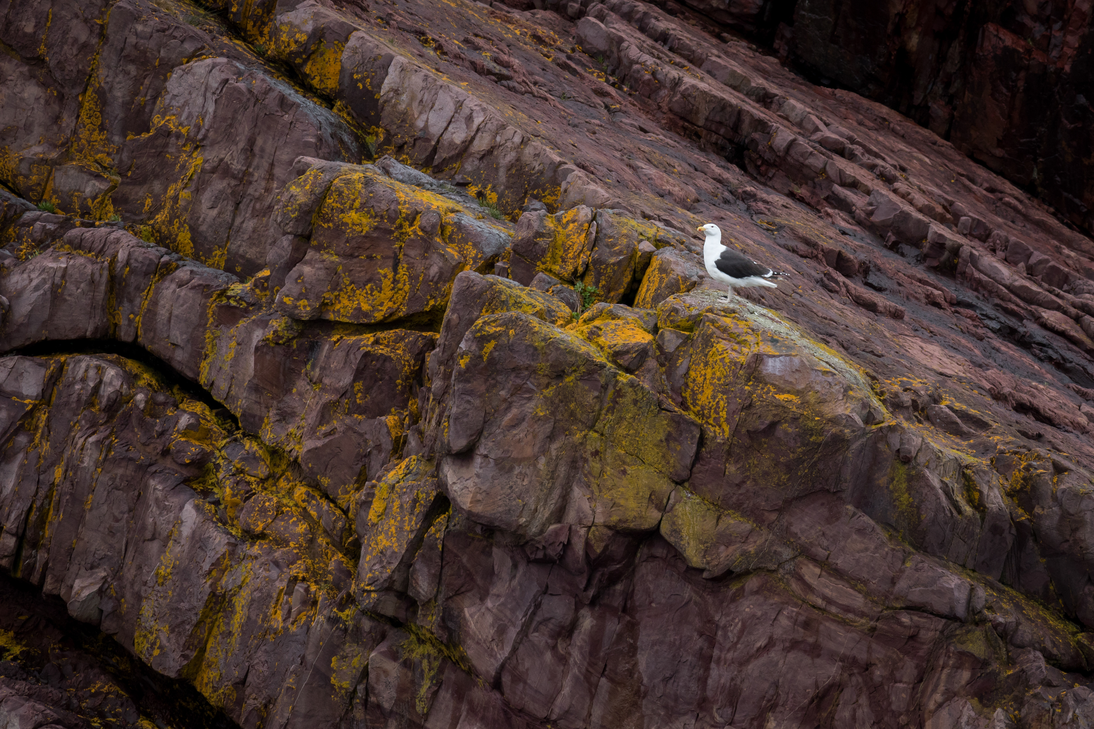 Great Black-backed Gull - Newfoundland