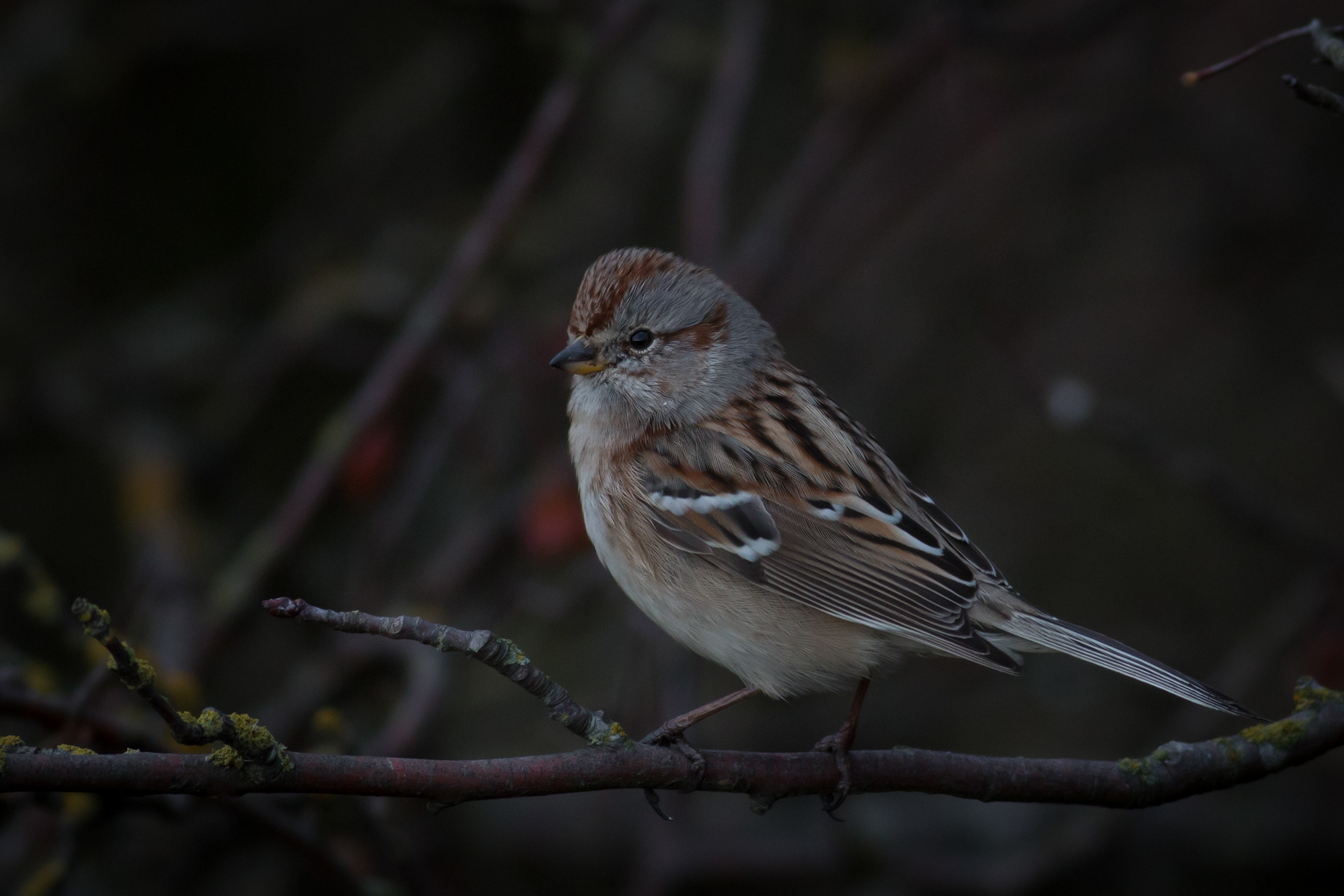 American Tree Sparrow - BC