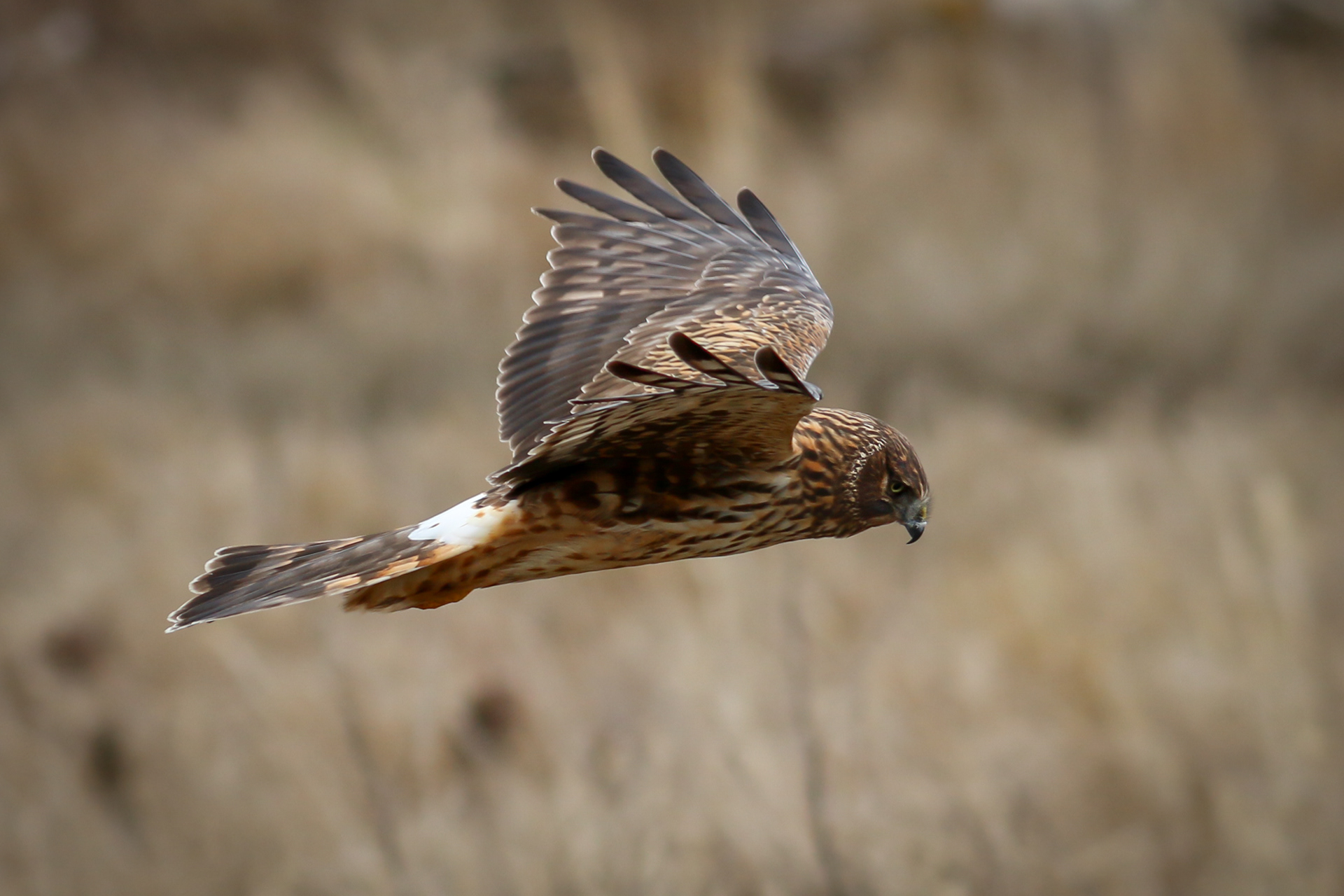 Northern Harrier Hawk - female - BC