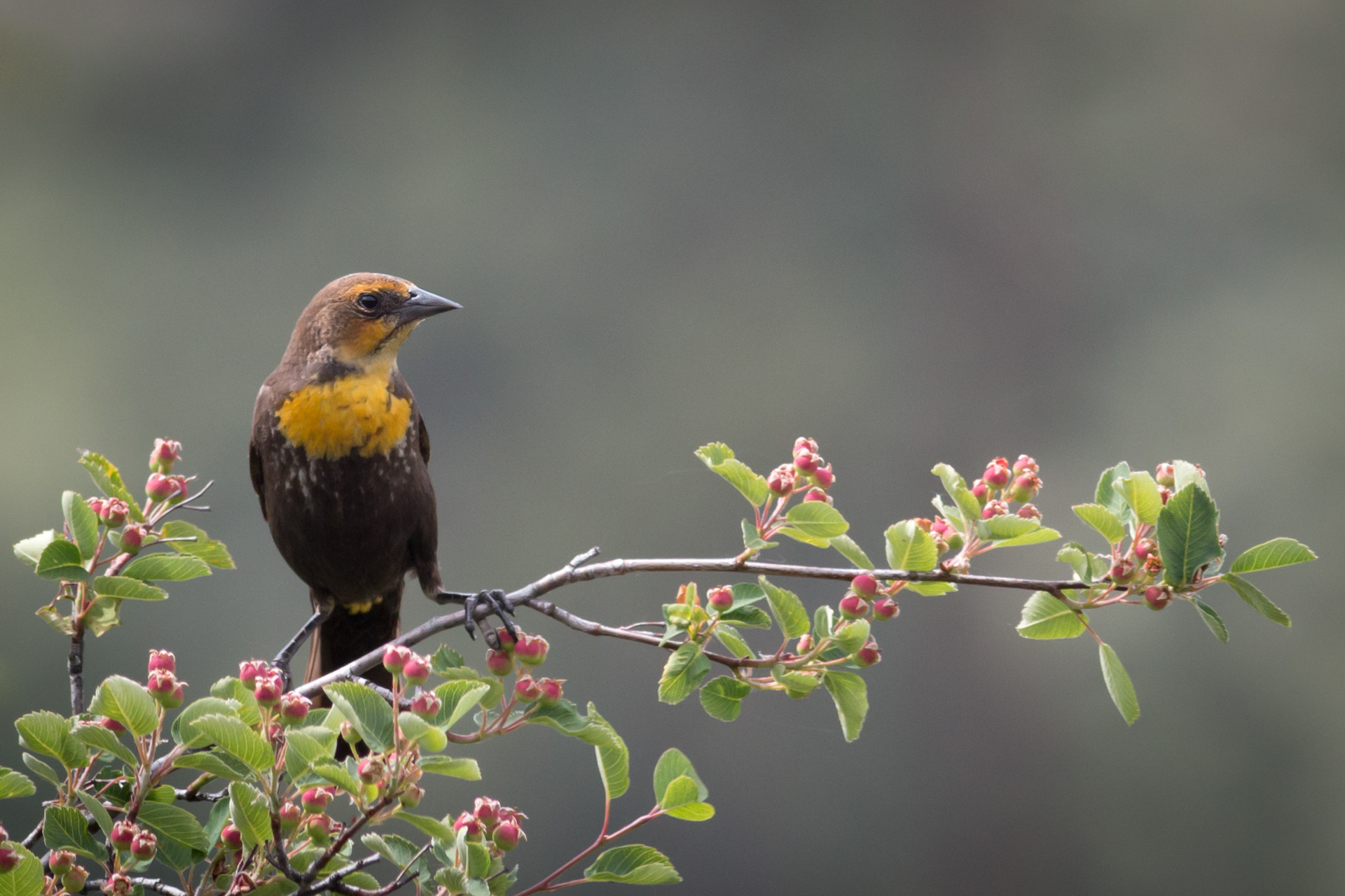 Yellow-headed Blackbird - female - BC