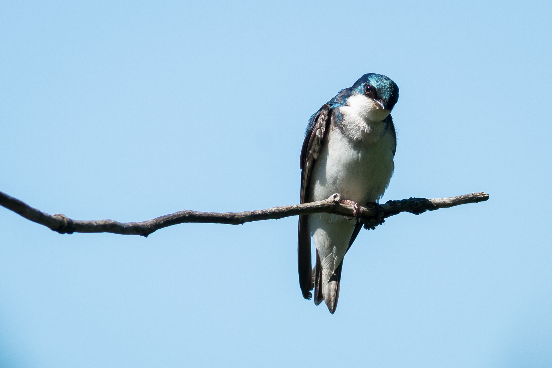 Tree Swallow - male - BC