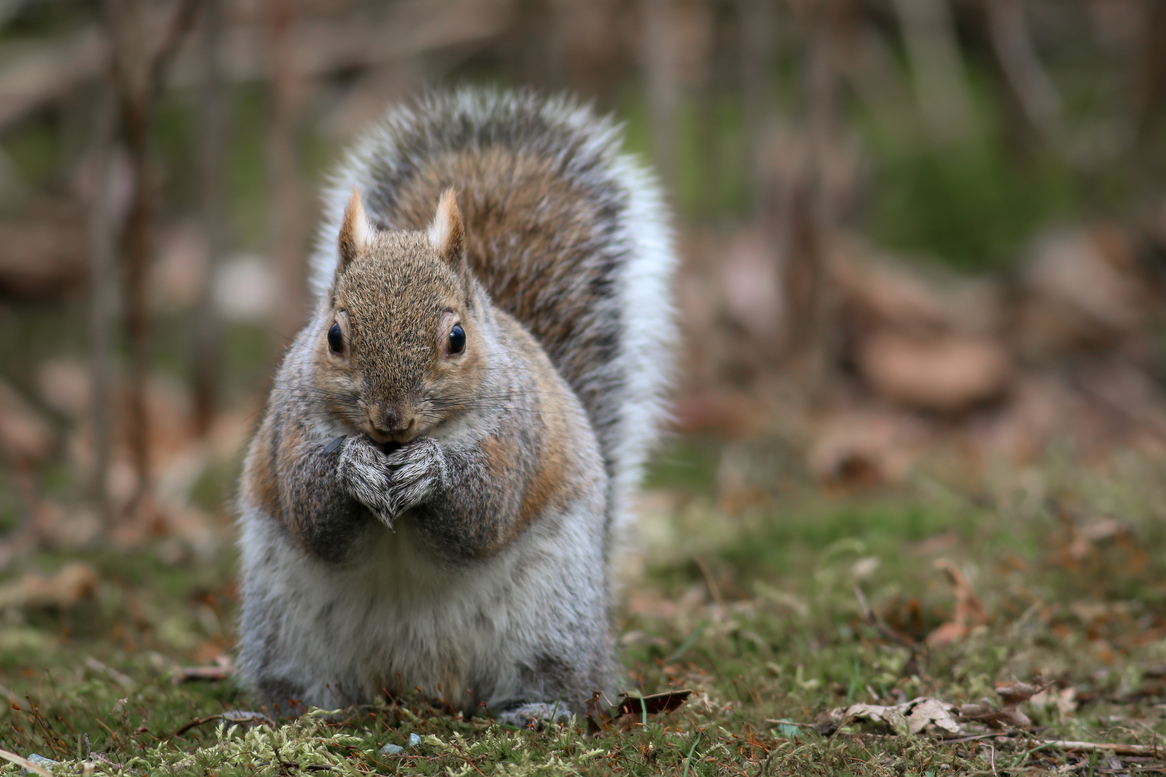 Grey Squirrel - BC