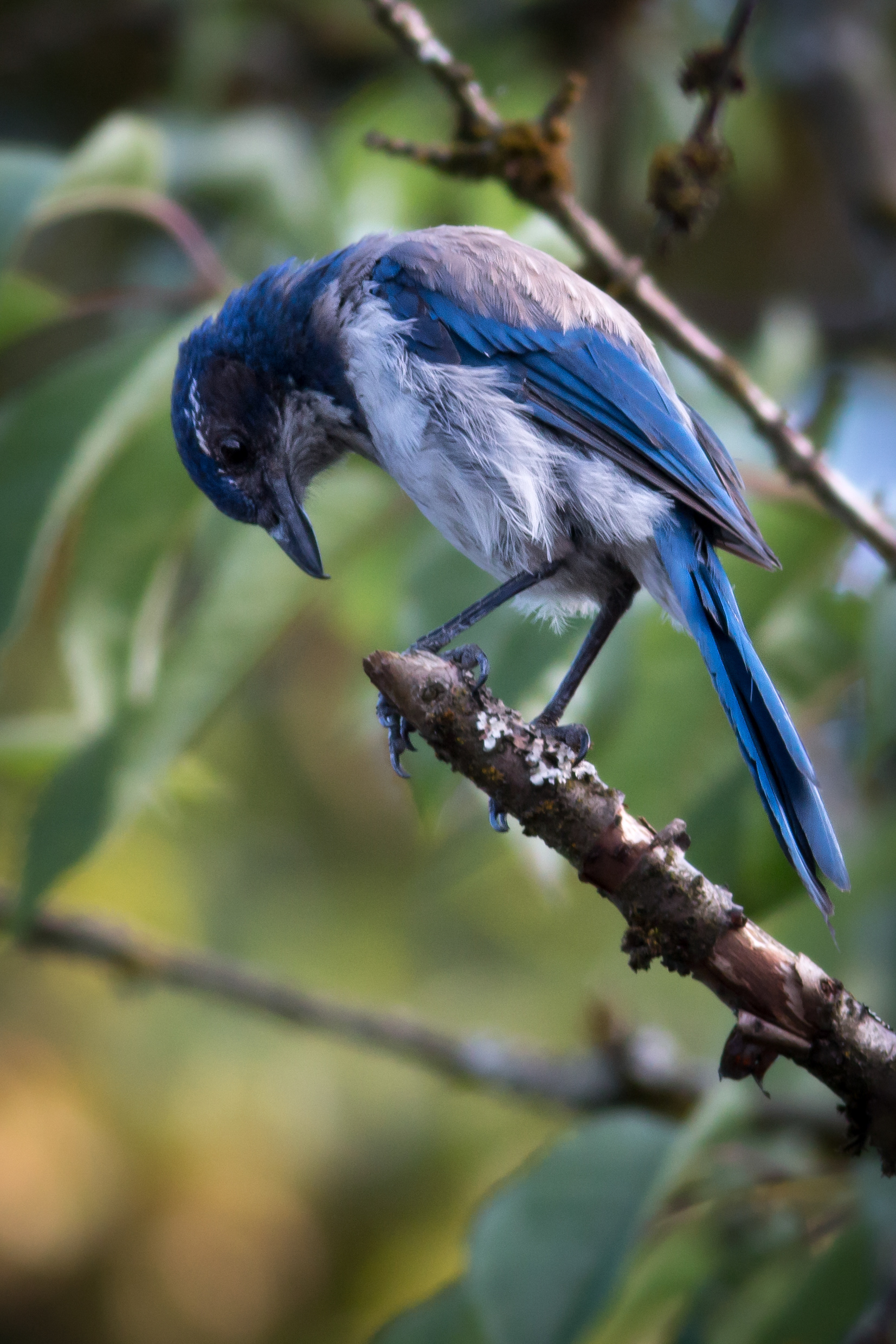 California Scrub Jay