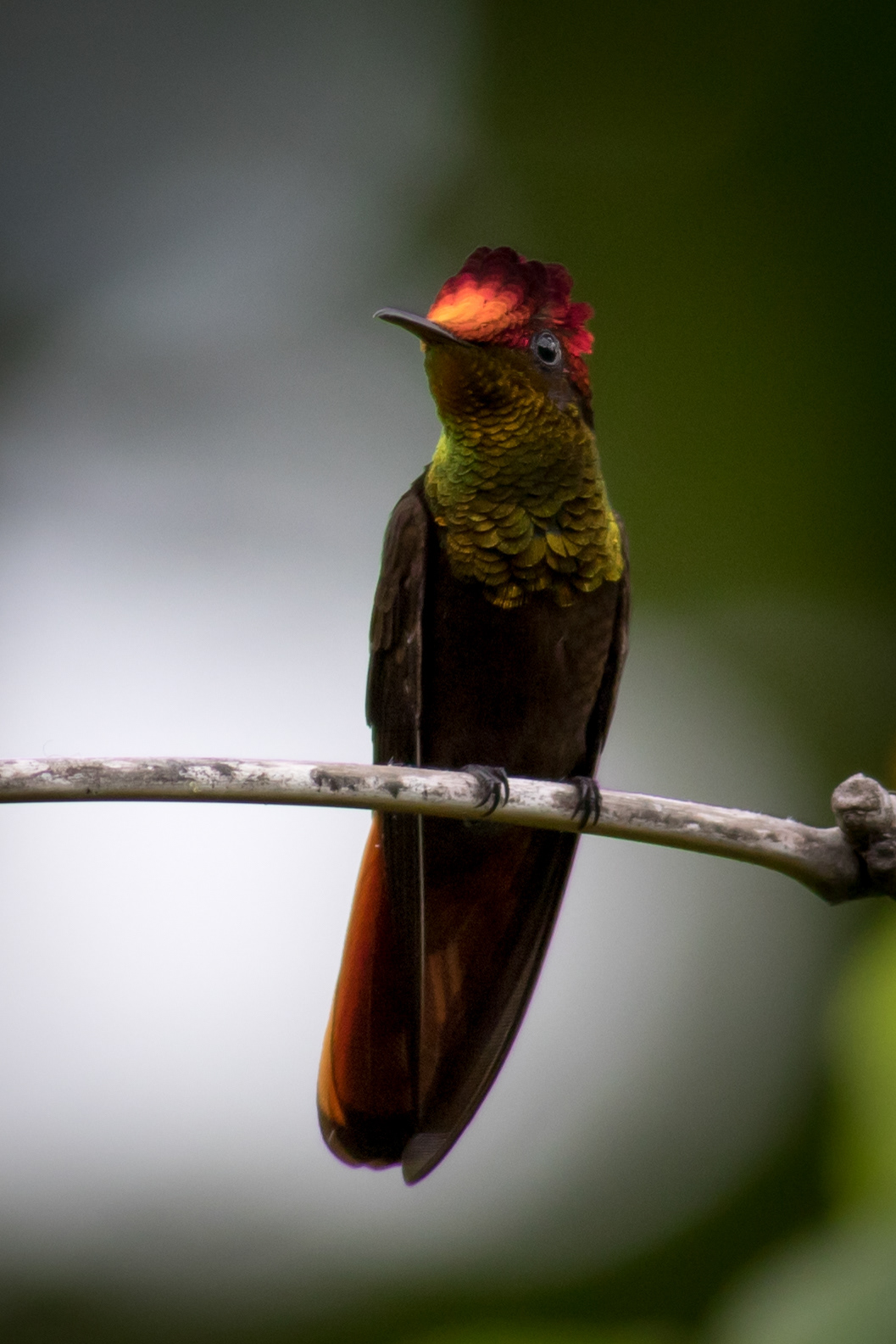 Ruby-topaz Hummingbird