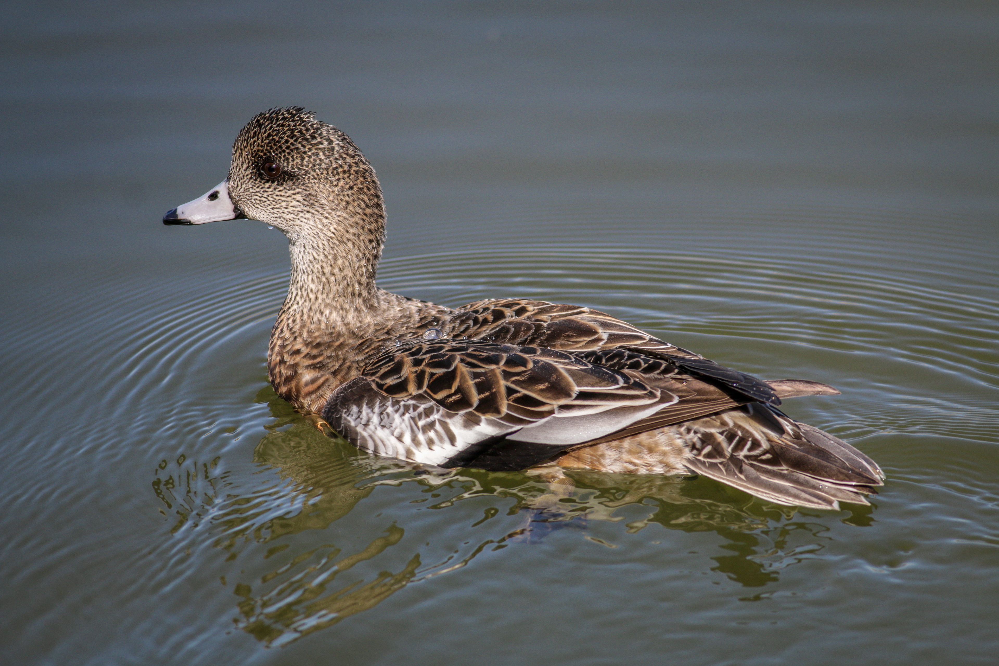 American Widgeon - female - BC