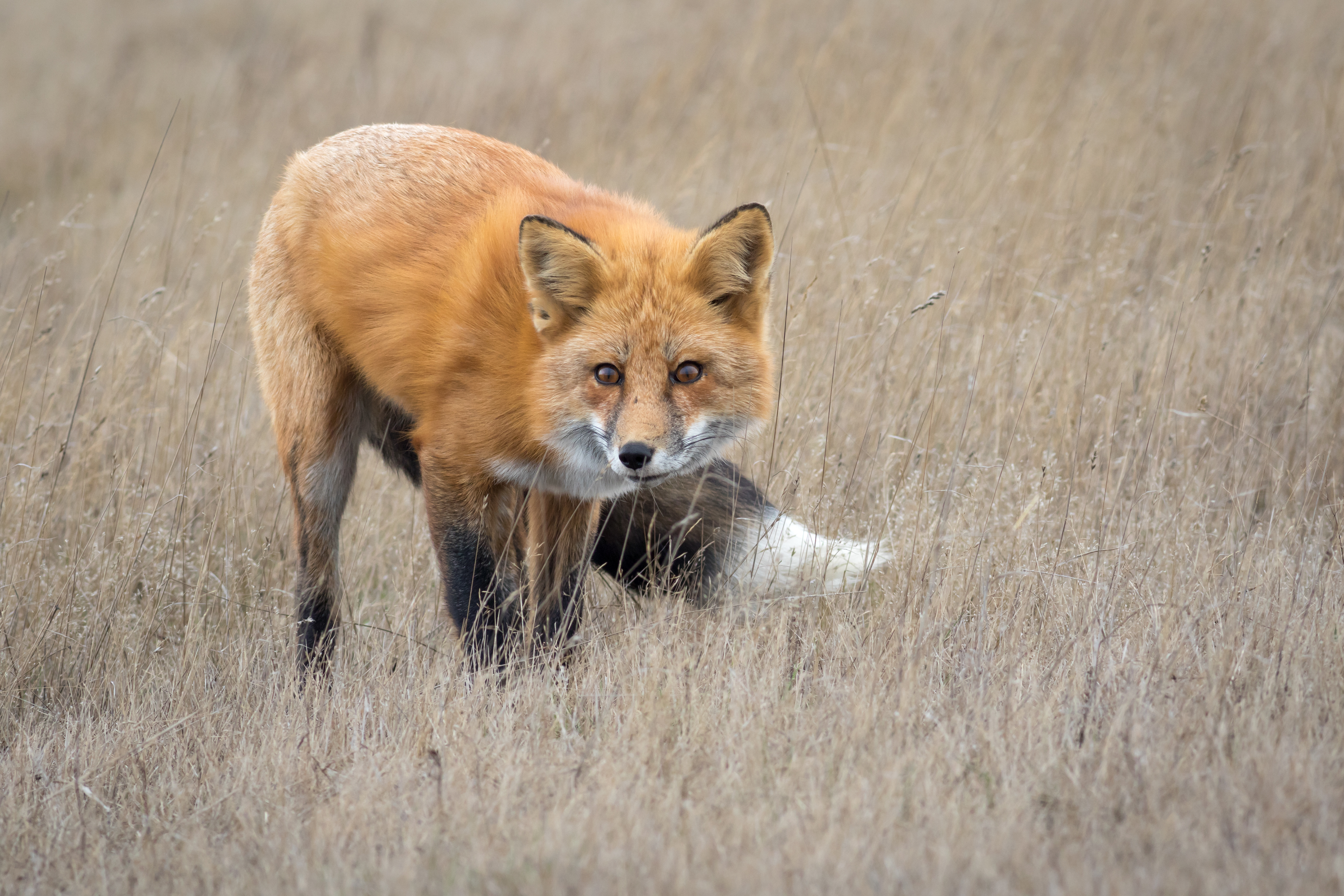 Red Fox - Washington