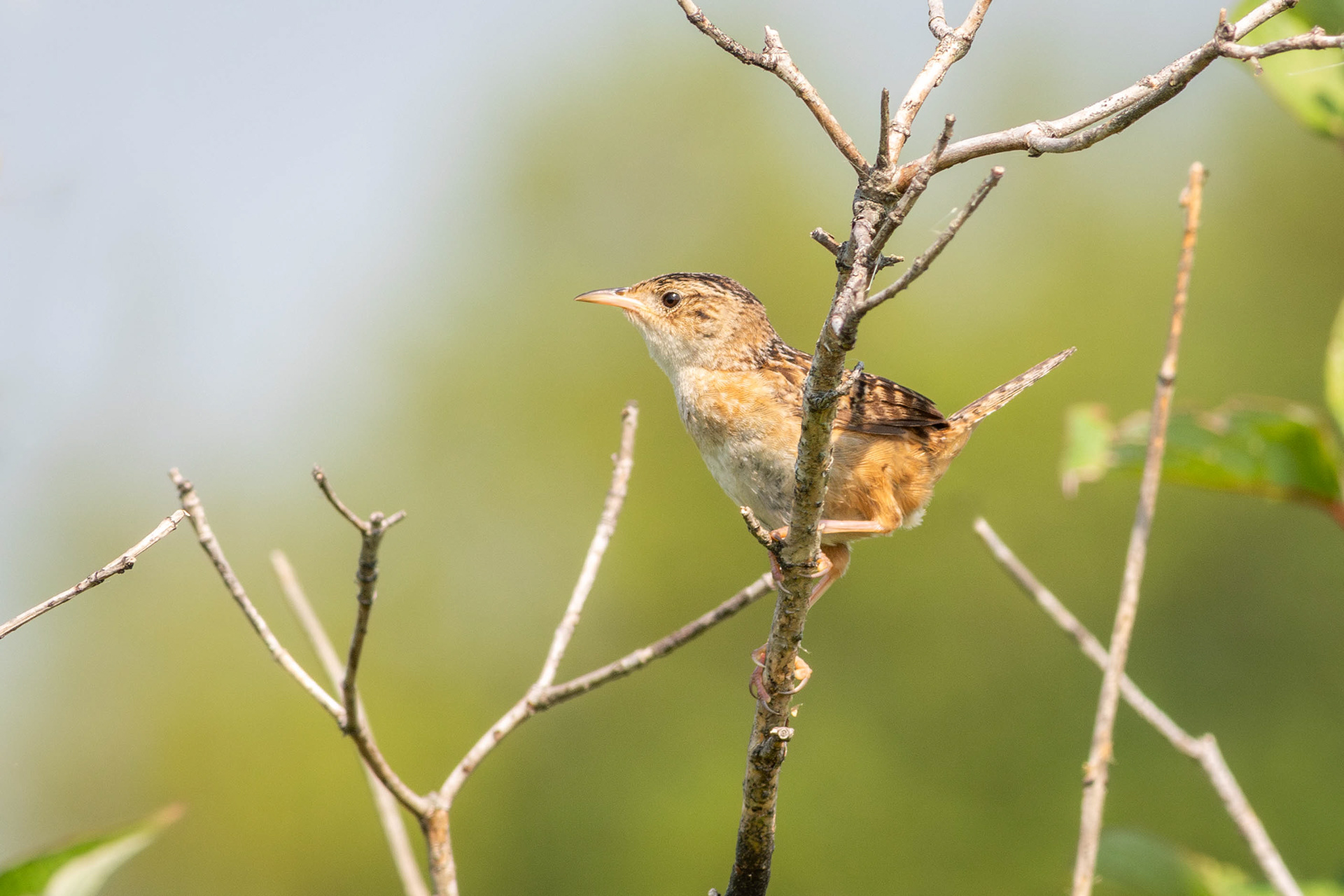 Sedge Wren - Wisconsin