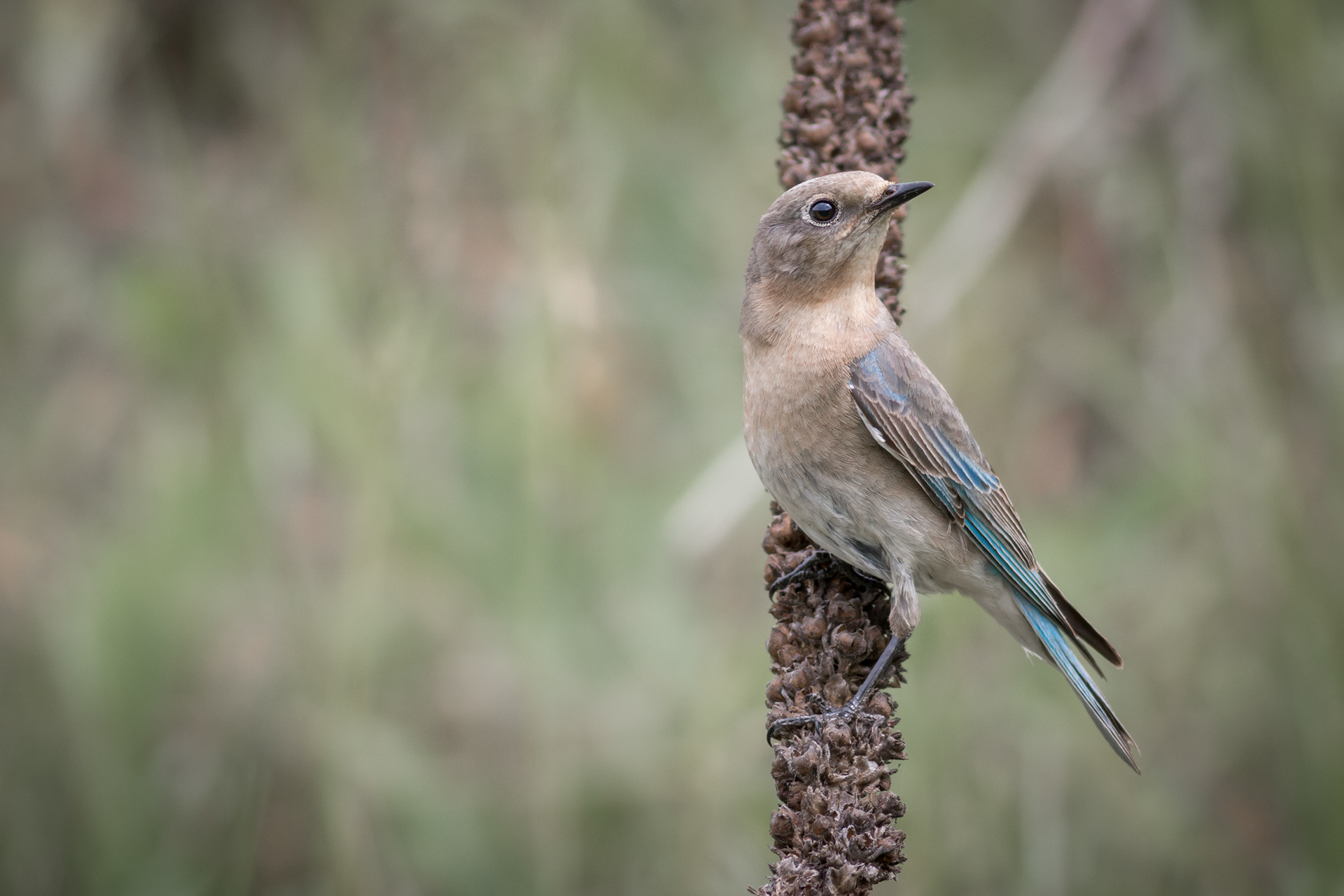 Mountain Bluebird - female - BC