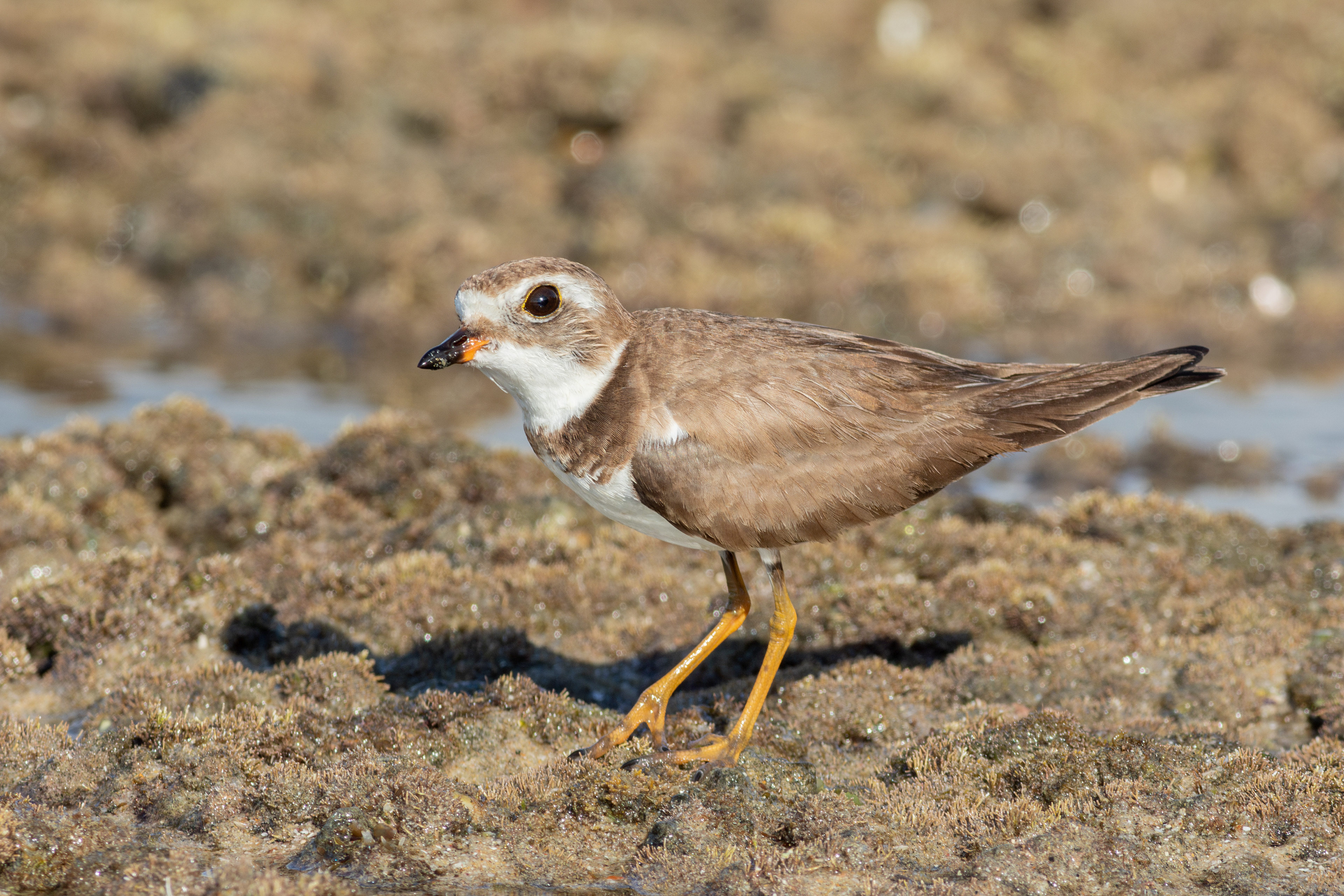 Semipalmated Plover - Nayarit