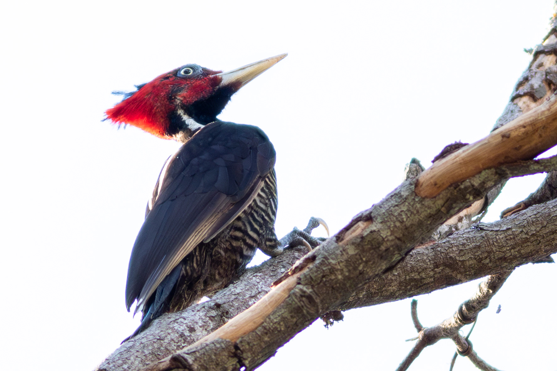 Pale-billed Woodpecker - Nayarit