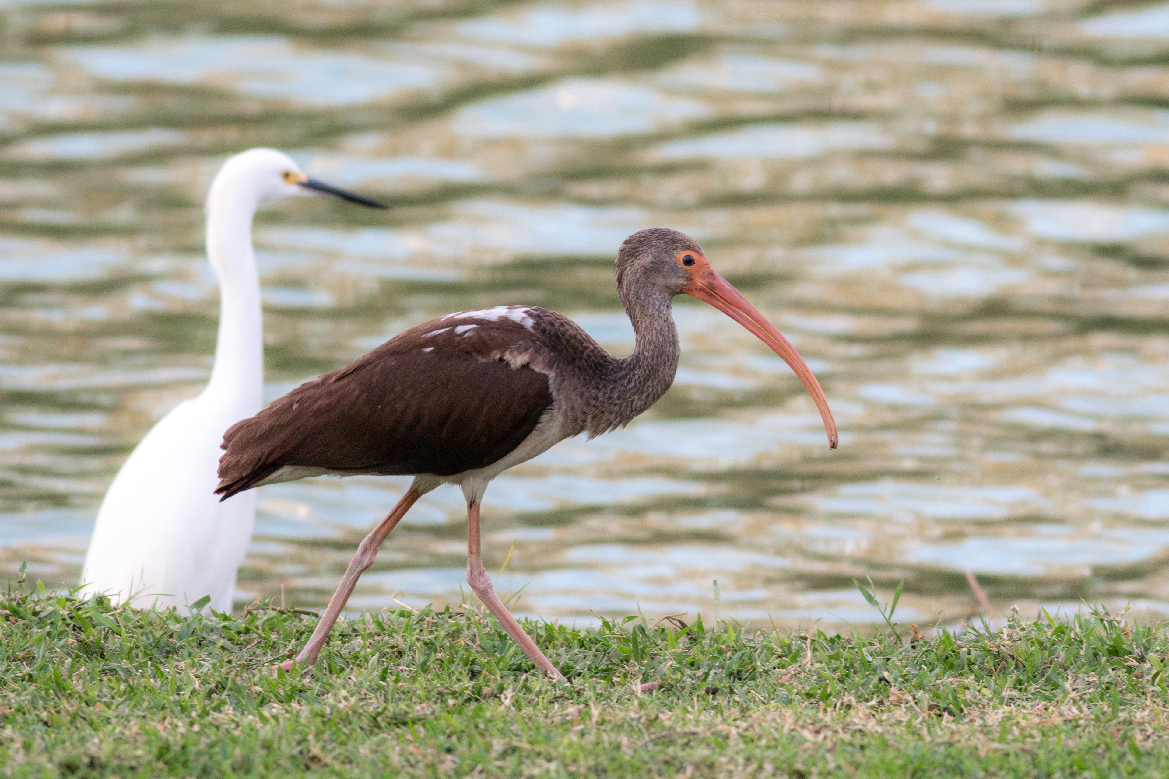 White Ibis, juvenile (Snowy Egret in back) - Nayarit