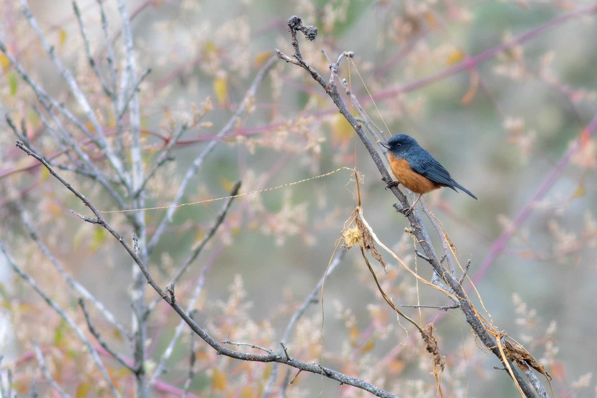 Cinnamon-bellied Flowerpiercer - Jalisco