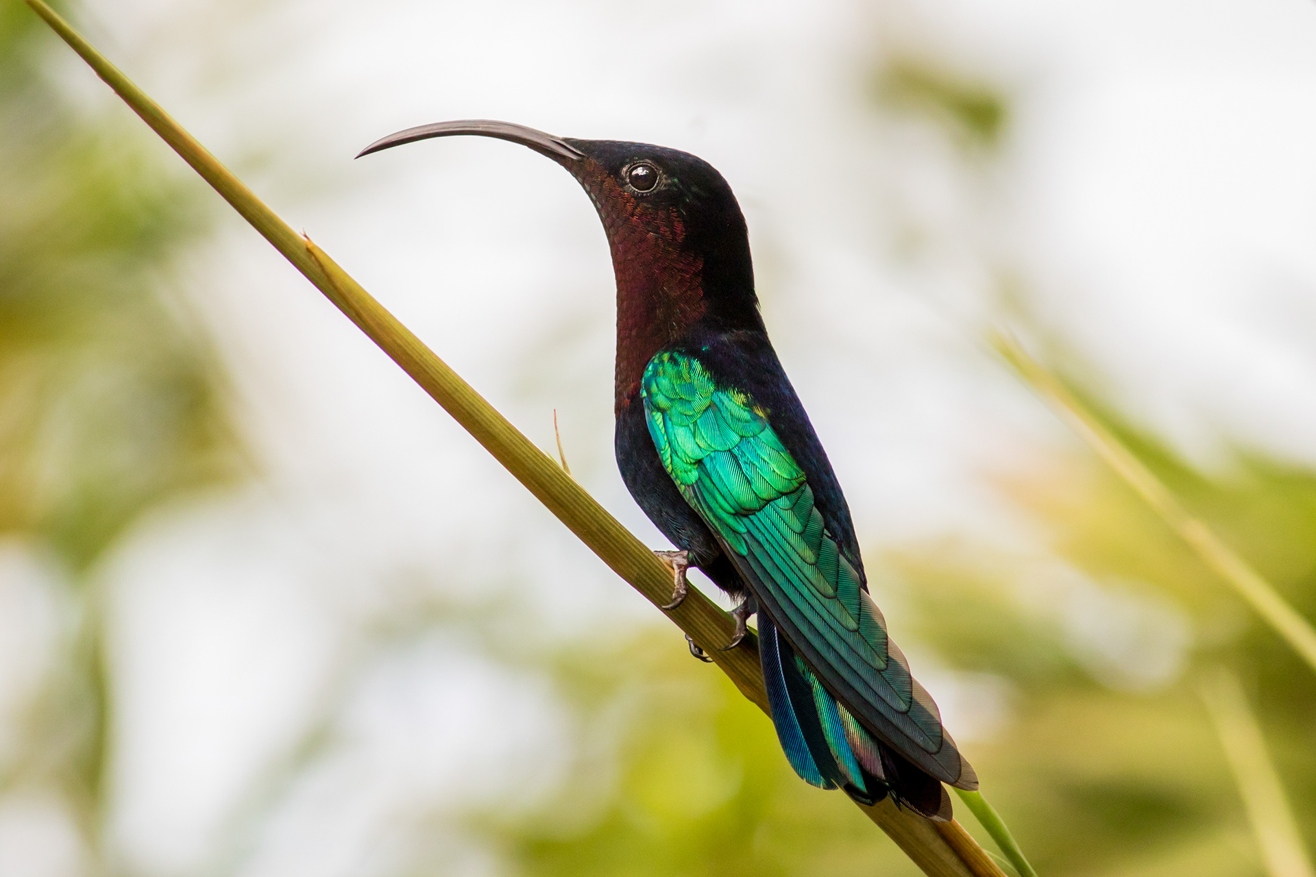Purple-throated Carib - Martinique