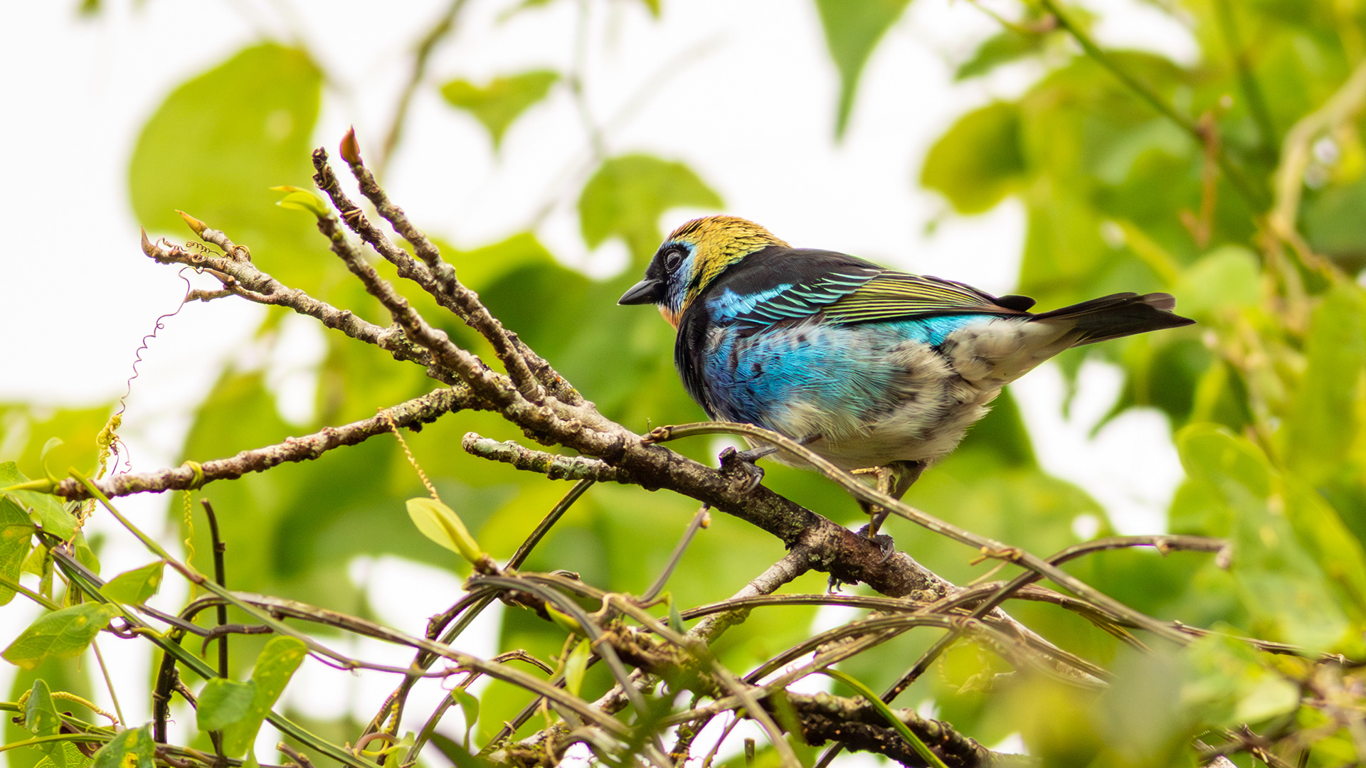 Golden-hooded Tanager - Aranal Observatory