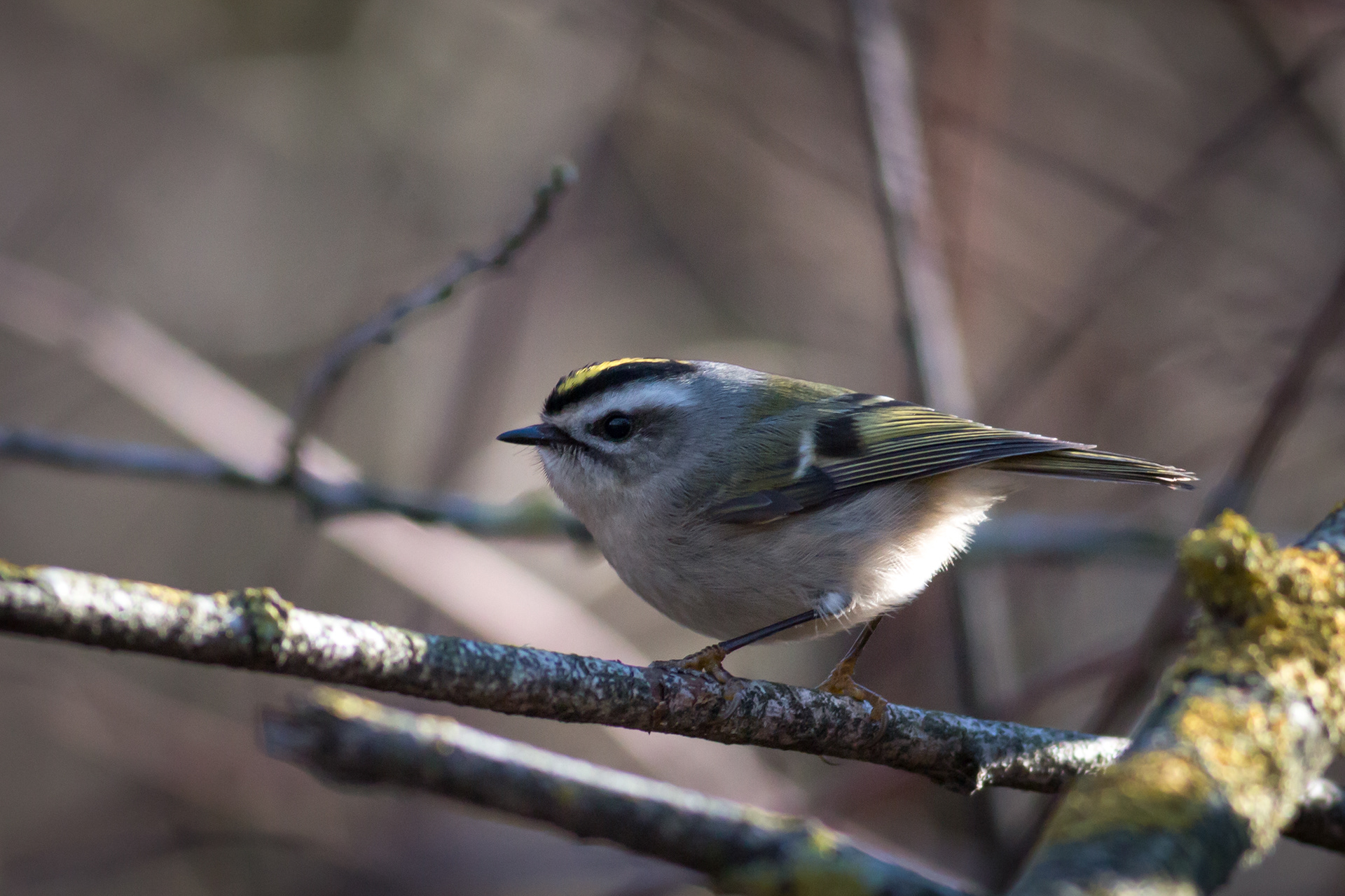 Golden-crowned Kinglet