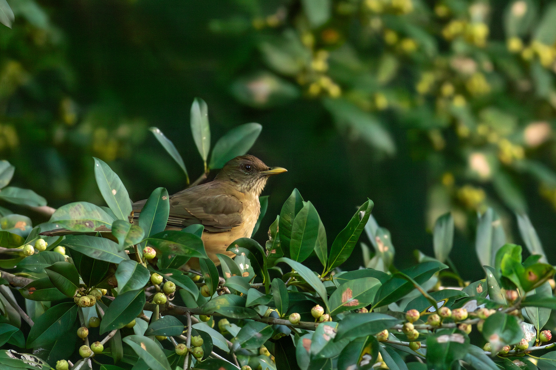 Clay-coloured Thrush