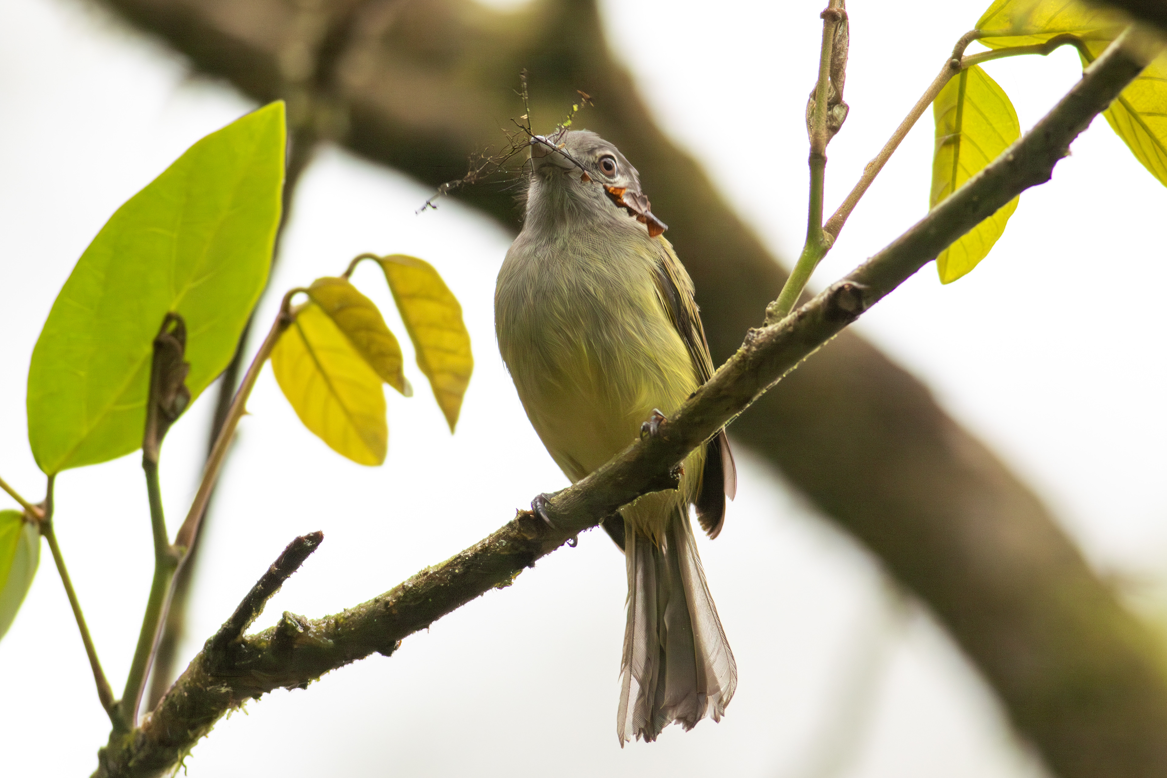 Yellow-olive Flatbill  - Aranal Observatory