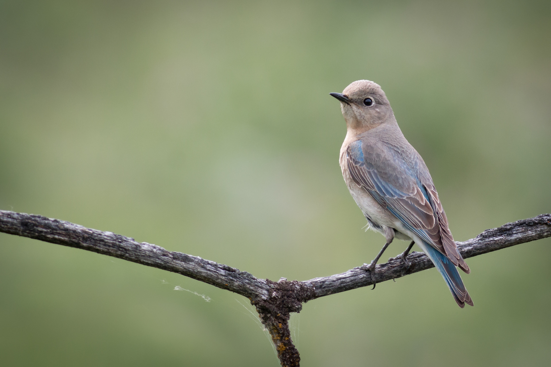 Mountain Bluebird - female - BC