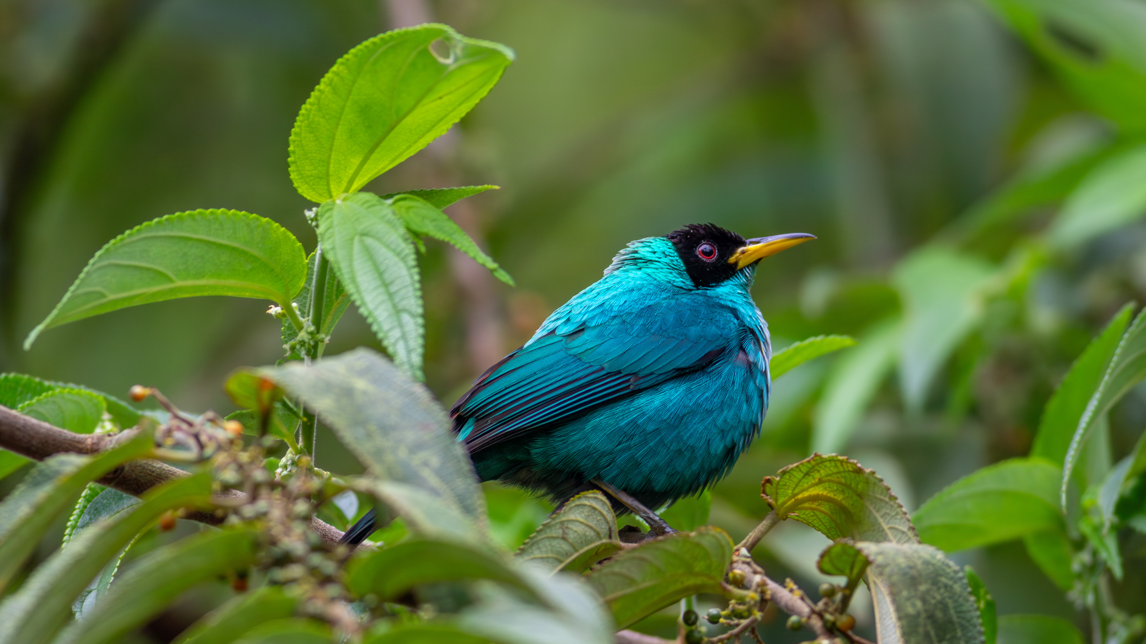 Green Honeycreeper, male - Aranal Observatory