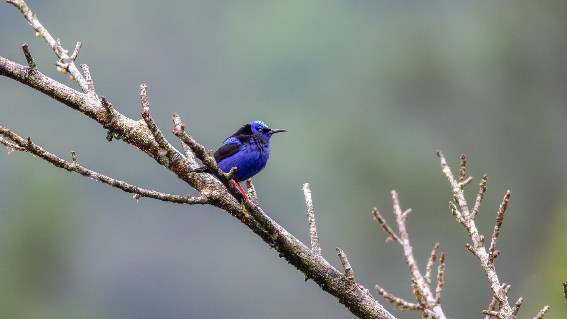 Red-legged Honeycreeper, male - Aranal Observatory