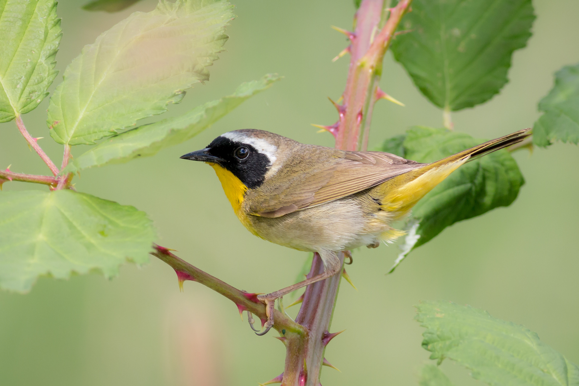 Common Yellowthroat - male - BC