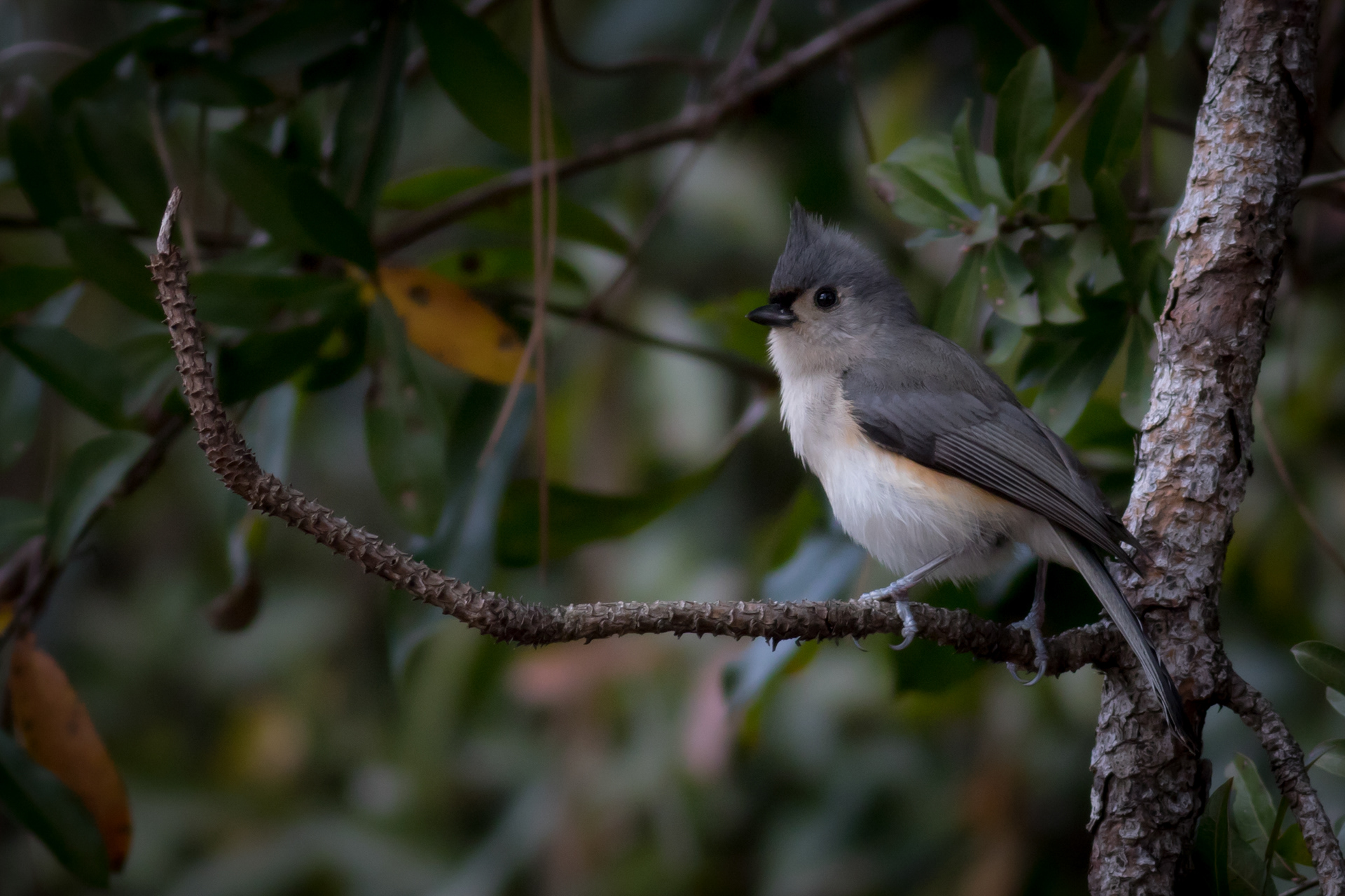 Tufted Titmouse - Florida