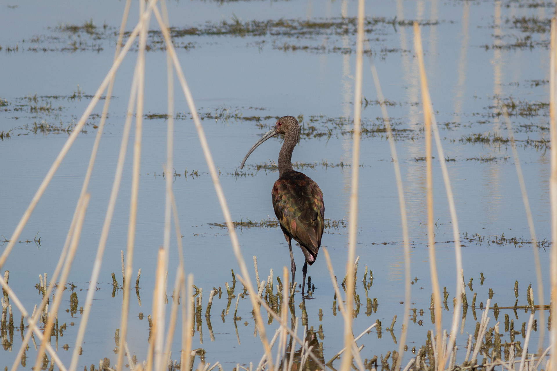 Glossy Ibis - Utah